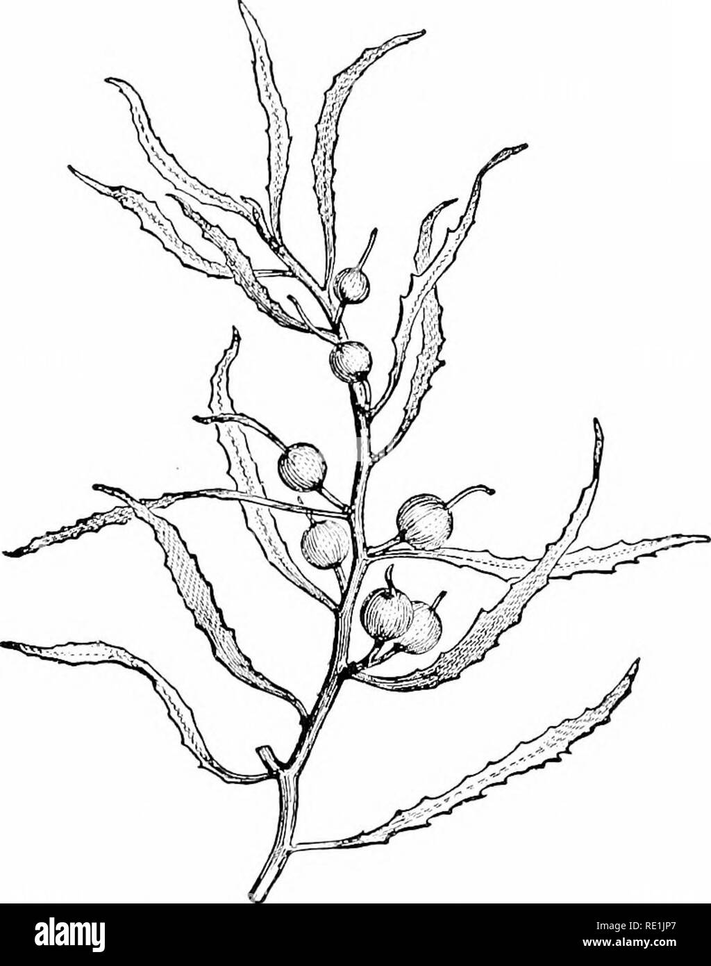 . Des études de l'usine ; une école primaire la botanique. La botanique. 252 Études des plantes produites par les courants océaniques et former ce qu'on a appelé " mer des Sargasses", comme celle de l'Atlantique Nord.. Fig. 320. Une partie d'une algue brune {Sargussum), montrant le thalle se différencient en stem-comme-comme des feuilles et des parties, et aussi la vessie-comme flotteurs.-Après Ben- net et Murray. 171. Eeproduction.-Les deux groupes principaux de Brown Algse diffèrent les uns des autres par leur reproduction. L'une, représentée par le Laminarias et une majorité de l'roduces {•, formulaires et des zoospores est isogamous (Fig. 217). Le zoo- spores et ga Banque D'Images