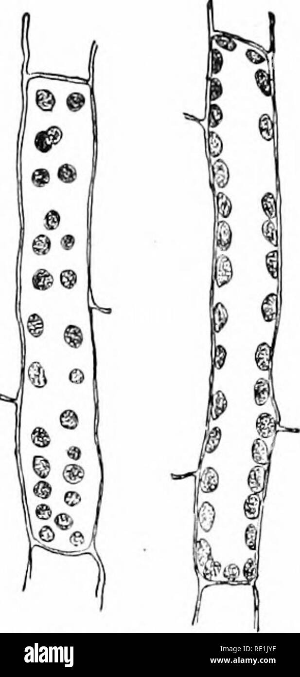 . Des études de l'usine ; une école primaire la botanique. La botanique. XEKOPHYTE 203 associations. se trouve dans l'eau sa tige est exposé à une chaleur qui est souvent intense. Les prairies ordinaires (voir paragraphe 146) est inclus parmi les mesophyte les associations en raison de la riche et bien arrosé le sol ; et pourtant, nombre de ces plantes sont aussi très structure de xérophytiques, probablement en raison de la pré- vailing les vents secs. La tourbière à sphaigne ordinaire (voir paragraphe 132), ou " tourbe-tourbière, est compris entre les associations hydrophyte, il a de l'eau en abondance, et n'est pas exposé à la chaleur de plomb, comme dans le cas des scirpes d'Amérique, ou pour le séchage Banque D'Images