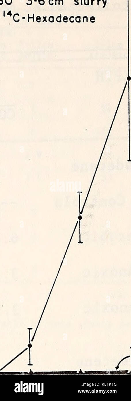 . Étude écologique de la marée noire de l'Amoco Cadiz : rapport de la NOAA-CNEXO Commission scientifique commune. Amoco Cadiz (navire) ; déversements de pétrole ; les déversements de pétrole. IGO 3 à 6 cm de boue liquide l-l4C-Heptadécane 3 a&gt ; a. E o ' 'i b 2 X O o 2 / dpm / JE M '3 ml. .* ' ^•Fo ' Co et à la Formaline IGO 3 à 6 cm de boue *C-hexadécane. fz, fj, et /''Contrôles formol S4- 30 45 15 30 45 JOURS Figure 7. 14 CCL la production au cours d'incubations anaérobies sombre de repuri- fied f , F et f- les fractions d'hydrocarbures radiomarqué avec une pâte faite à partir de l'intervalle de 3 à 6 cm de liège Grande sédiments mazoutés. Les barres indiquent une déviation standard. 14 Banque D'Images