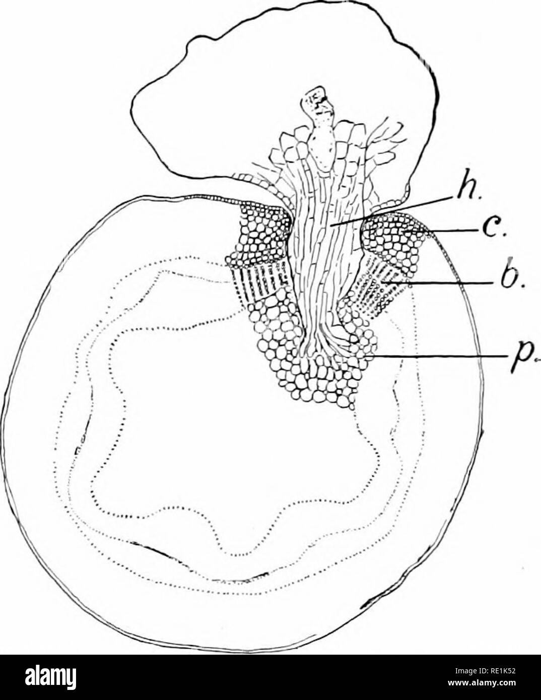 . Des études de l'usine ; une école primaire la botanique. La botanique. BOOTS 107. L'approvisionnement en denrées alimentaires. Par conséquent, les processus sont élaborés qui pene- trate et absorber. Le gui et de graines de cuscute sont- des plantes qui ont cette h a b i t, une fois d'avoir de tels processus (voir fig. 103, 103). Cette habitude est beaucoup plus développé, cependant, dans un groupe de plantes, connu sous le nom de champignons. Plusieurs de ces champignons parasites vivent sur les plantes et les animaux, illustrations commun étant le mildiou des feuilles de lilas et beaucoup d'autres plantes, la rouille du blé, le charbon du maïs, etc. 70. Structure de la racine. -Dans le plus bas des groupes de plantes (un Banque D'Images