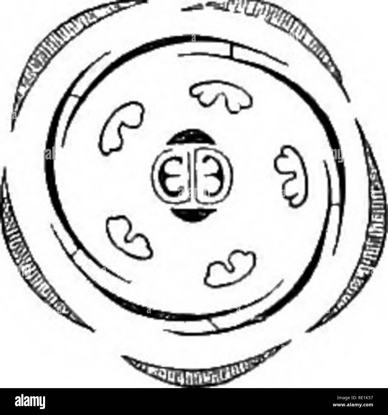 . Un manuel de botanique. La botanique. Fig. 1151. Yertical article de la fleur de la pervenche (vi7ica). Fig., 1152. Diagramme de la fleur du même. d'être soupçonné, comme beaucoup d'entre eux sont extrêmement toxiques, bien que les fruits d'un peu d'espèces sont comestibles. Certains sont des purgatifs drastiques, et d'autres l'écorce est tonique et le febri- fugal. Inde-caoutchouc ou caoutchouc, aujourd'hui communément connu dans le commerce sous forme de fichiers .le caoutchouc, est obtenue à partir du jus laiteux de plusieurs espèces. Vue 188. AscLEPiADACEa :, l'Asclepias Ordre.-Le CCRVSI- ter.-d'arbustes ou d'herbes, souvent laiteux, foire twining et parfois succulentes. Ent les feuilles Banque D'Images