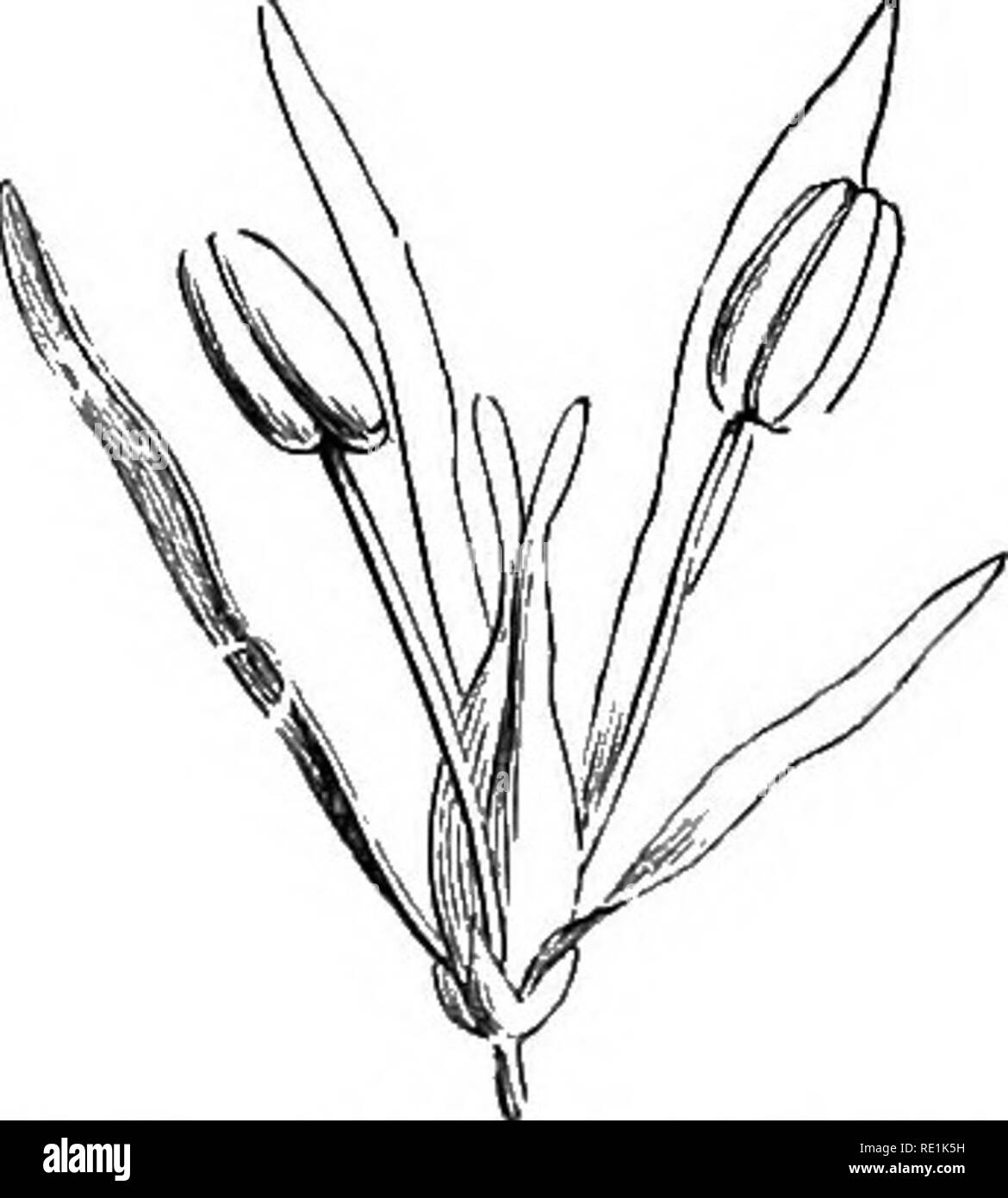 . Un manuel de botanique. La botanique. Ay. 1148. Diagramme de la fleur de lilas le tuihjai^j firinga j'^). Fuj. 1149. Fleur de la Manna Ash iFiv.ciiuis Ornii.j), avec 4 fentes calice ; corolle à 4 pétales distincts ; 2 étamines : et 2 carpelles. Fici. 1150. La section verticale du calice et pistil du troène (^Ligii&lrinn vi/fgnn'). Floivers habituellement parfait, ou rarement unisexuées. Calice persistant, 4-8-opage de gauche, parfois obsolètes, inférieur. Régulière de la corolle, 4-8- une fente, ou de 4 pétales distincts, ou absente ; valvaires csstivation ou imbriqué. Étamines généralement 2, rarement 4. Ovaire supérieur, 2- loculaire, avec 1-4 e Banque D'Images