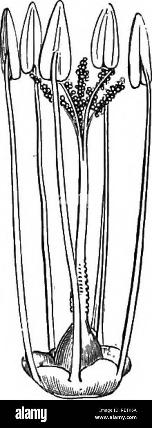 . Un manuel de botanique. La botanique. /V, paragraphe 7. 1143. Diagramme de la fleur d'un Sfpecies de Plumbago. Fig. 1144. Sporopliylls de la même chose.. La seconde cohorte-Primulales. Orderlld. PLUMBAGiNACEiE, l'arméria de l'ordre. caractères. Les herbes ou sous les arbustes. Ensemble de feuilles, alternes ou radical, ex- stipulent. Fleurs régulières. Calice tubulaire, tressées, persistantes, 5-partite. Membraneuse, la corolle 5-partite ou de 5 pétales, ou rarement absents. Étamines 5, en face des pétales, à laquelle ils sont fixés lors de la corolle est polypétale et hypogynous, et face aux divisions du coroUa quand il s'agit d'petalous- gamo. /OtJari 1- Banque D'Images