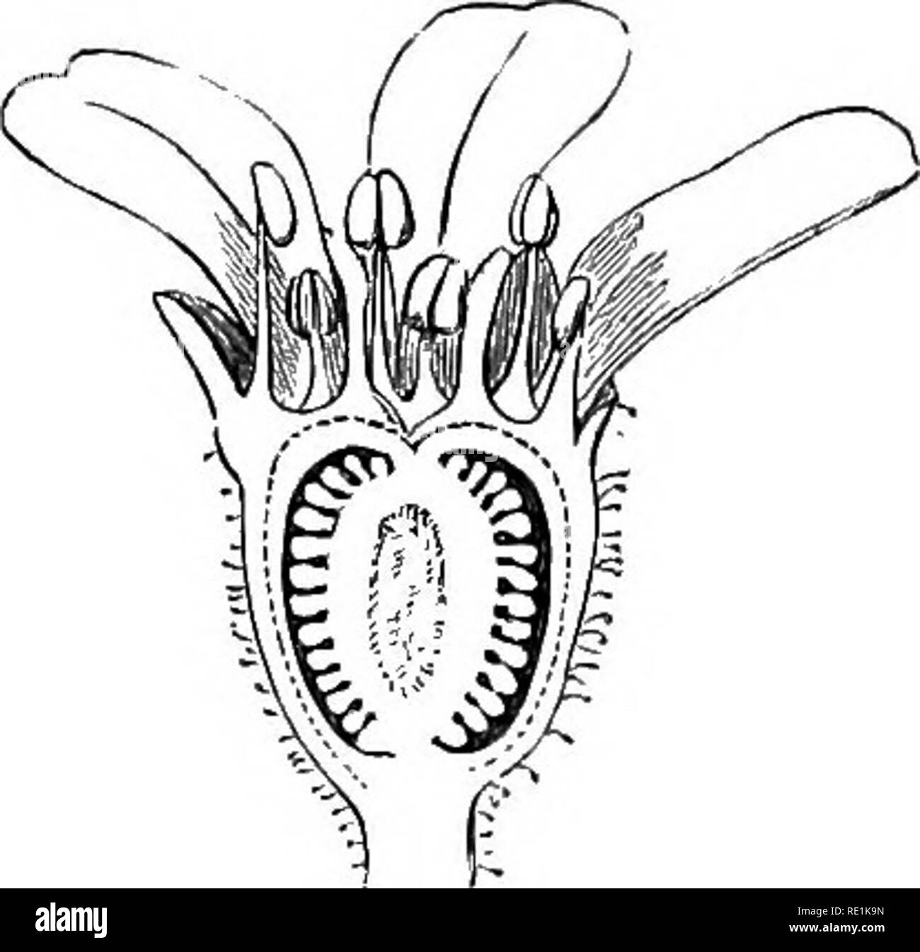 . Un manuel de botanique. La botanique. Fig. 1106 Fi'i, 1104. Scaifraija Iridacliililes. Les feuilles sont-sliaped trlfld et Wedge, et les fleurs aiTanged ui une cyme. Fig. 1105. Section verticale de la fleur. Fig. 1106, la section verticale de la semence. Propriétés et Utilisations. - Les plantes de l'ordre sont tous plus ou moins astringente. C'est remarquablement le cas avec la racine d'Heuchera americana, qui est beaucoup utilisé pour ses propriétés astringentes aux États-Unis sous le nom de oi alum-racine. 123. FeancoacejE, la commande 'Spiralis. -Caractère. Verres d'herbes. Quitte exstipulate. Calice 4-partite. Petals Banque D'Images