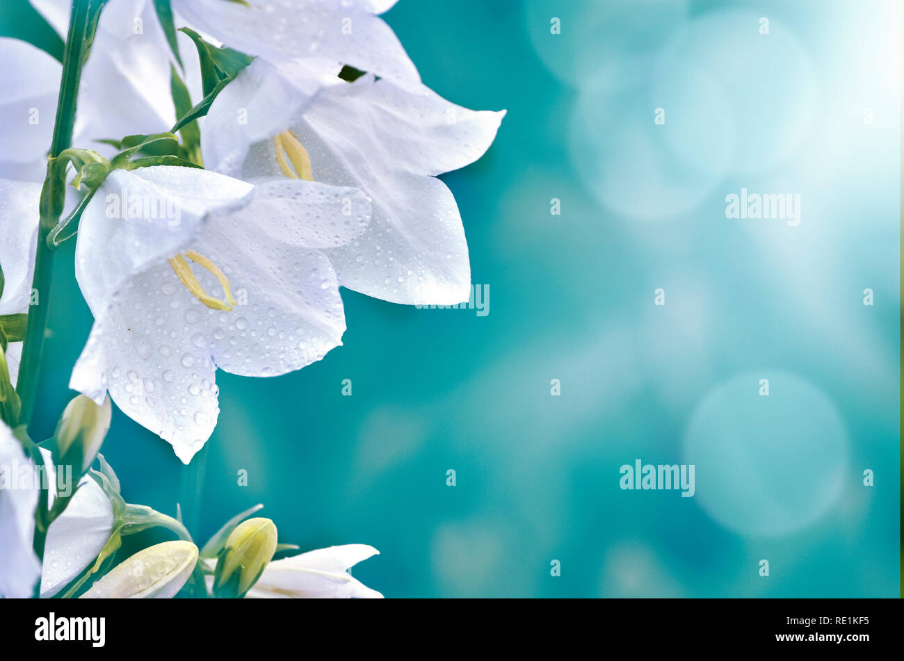 La campanule à feuilles rondes campanula blanc élégant ou fleurs avec de l'eau gouttes de rosée du matin, macro, soft focus. Magie romantique floral avec image artistique floue bleu Banque D'Images