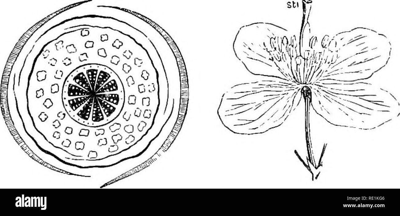 . Un manuel de botanique. La botanique. THALAMIFLOE^ 271 DICOTYLEDONES-cohorte 2.-parietales. 54 du règlement. Sarkaceniace^, l'agrafage à l'ordre de fleurs.- Nature.-herbacées vivaces, poussant dans les endroits marécageux, avec des feuilles creuses, qui sont pitcher- ou en forme de trompette. 4 à 6 sépales, habituellement 5, persistants, imbriqué. 5 pétales, hypogy- nous, parfois absente. De nombreuses étamines, hjpogynous ; anthères des étamines soudé, 2-loculaire. Carpelles 3-5, de manière à former un composé 3-5-loculaire ; ovaire ovule(s) nombreux ; les placentas placentas axiles ; simple style et tronquer, ou élargi à son sommet dans un grand bouclier-comme processus angulaire avec sur Banque D'Images