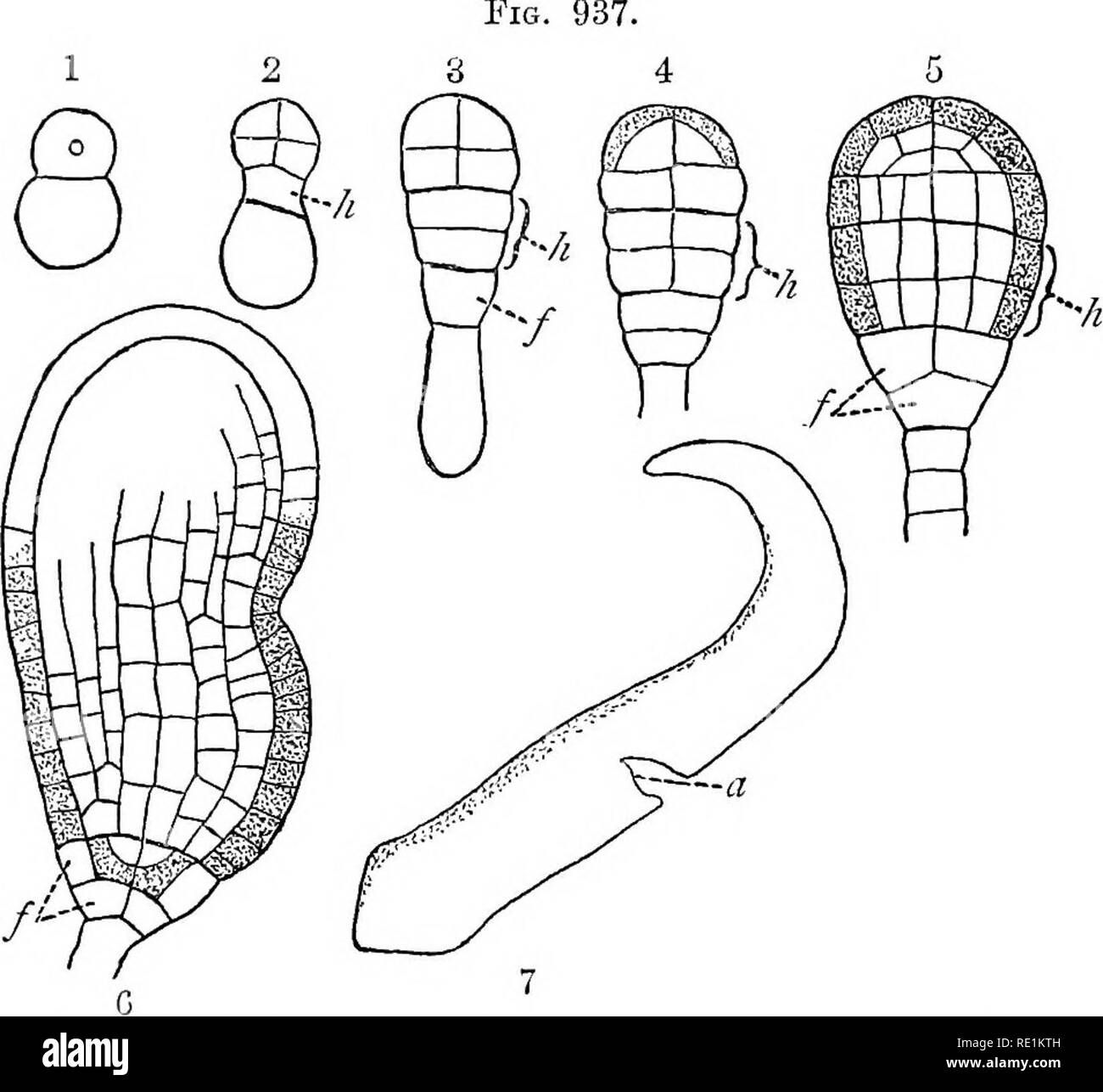 . Un manuel de botanique. La botanique. ANGIOSPEEMjE 187 qui la plumule est mis au point ; les faisceaux vasculaires sont disposés en cercle dans la stèle et augmentent habituellement dans un épais-. Fiy. 937. 1, 2, 3, 4, 5, 6. Ui des stades successifs du développement de l'embryon de mono- cotyledonous Aluma. h. Hypophyse et la cellules provenant d'elle. /. Segment de l'hypophyse qui donne naissance à la racine. 7. Embryon, une maturité. Sommet de tige. Après Sachs. ness au moyen d'un cambium ; la fleur est soit tetramerous ou pentamères ; les feuilles ont habituellement nervation réticulée.. Veuillez noter que ces images un Banque D'Images