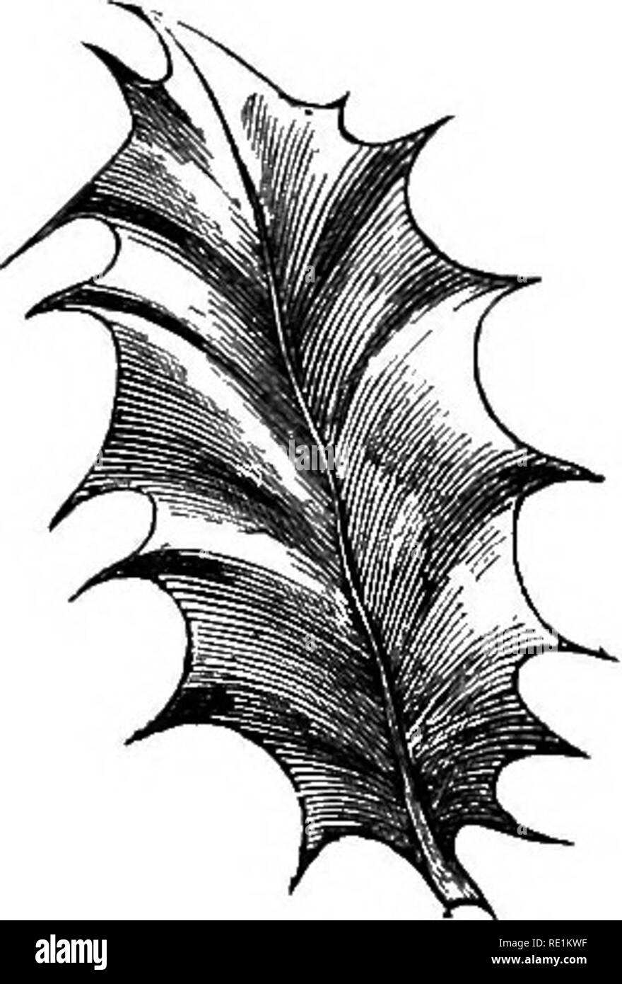 . Un manuel de botanique. La botanique. Fig. 121. Sinuated la feuille de chêne. Fig. 122. Les feuilles de la Holly ine.c Aquifolium), avec des marges ondulées. vers la base, la feuille est décrit comme retroserrate ; ii ces dents sont eux-mêmes, il est biserrate {fig. 120, b, et 131), comme dans l'orme et d'ortie-leaved Bell-fleur ; lorsque les marges sont finement dentelées, ils sont qualifiés d'serrulate, comme dans Barosma serratifolia. Lorsque les dents sont tranchants, et pro- jet presque ou tout à fait à angle droit par rapport à la marge, la feuille est dentée crantée ou {turluttes. 110 et 137), comme dans le melon, et le. Veuillez noter que th Banque D'Images