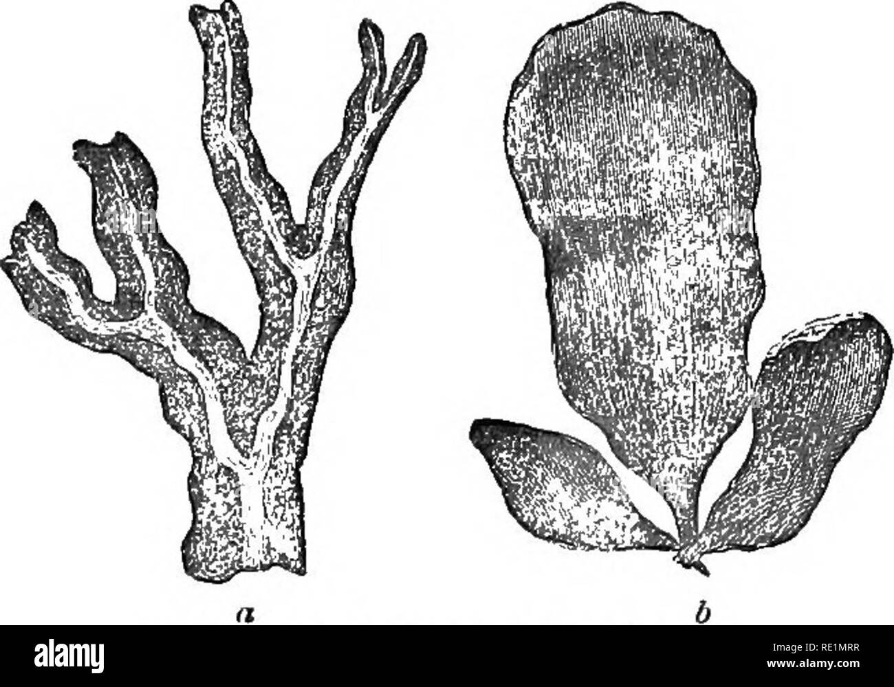 . Une histoire du règne végétal ; englobant la physiologie des plantes, avec leurs usages pour l'homme et les animaux inférieurs, et leur application dans le domaine des arts, manufactures, et de l'économie domestique. Illus. de plusieurs centaines de chiffres. La botanique, la botanique, économique ; 1855. Première DIVISION DE PLANTES. 187 donner un lustre à la gaze ou la soie. Il semble probable que c'est aussi l'ingrédient principal dans la célèbre affaire gommeux appelé chin-chou, ou hai-tsai, en Chine et au Japon. Simplement Windows de feuillets de bambou traversé en diagonale, ont souvent en forme de lozen minces interstices, entièrement rempli d'transpar Banque D'Images