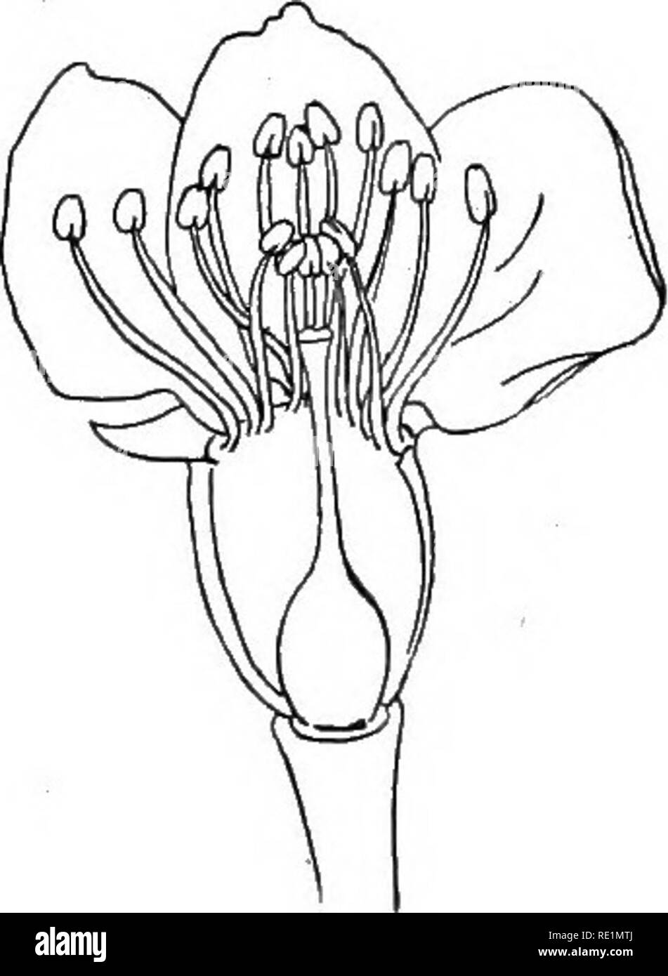 . College botanique ; la structure, la physiologie et l'économie des plantes. La botanique. Fig. 186.-pêche. est originaire d'Asie et était bien connu avant l'ère chrétienne. Il est très généralement admis que l'ensemble de nos variétés cultivées. Veuillez noter que ces images sont extraites de la page numérisée des images qui peuvent avoir été retouchées numériquement pour plus de lisibilité - coloration et l'aspect de ces illustrations ne peut pas parfaitement ressembler à l'œuvre originale.. Cook, Melville Thurston, 1869-1952. Philadelphie et Londres, J. B. Lippincott Company Banque D'Images