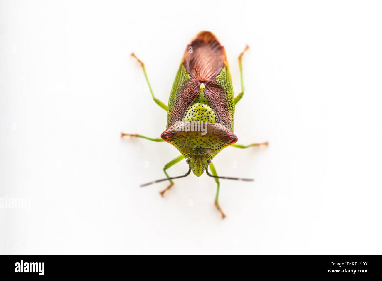 Close up of Green et Brown Hawthorn Shield bug face à l'avant. Banque D'Images