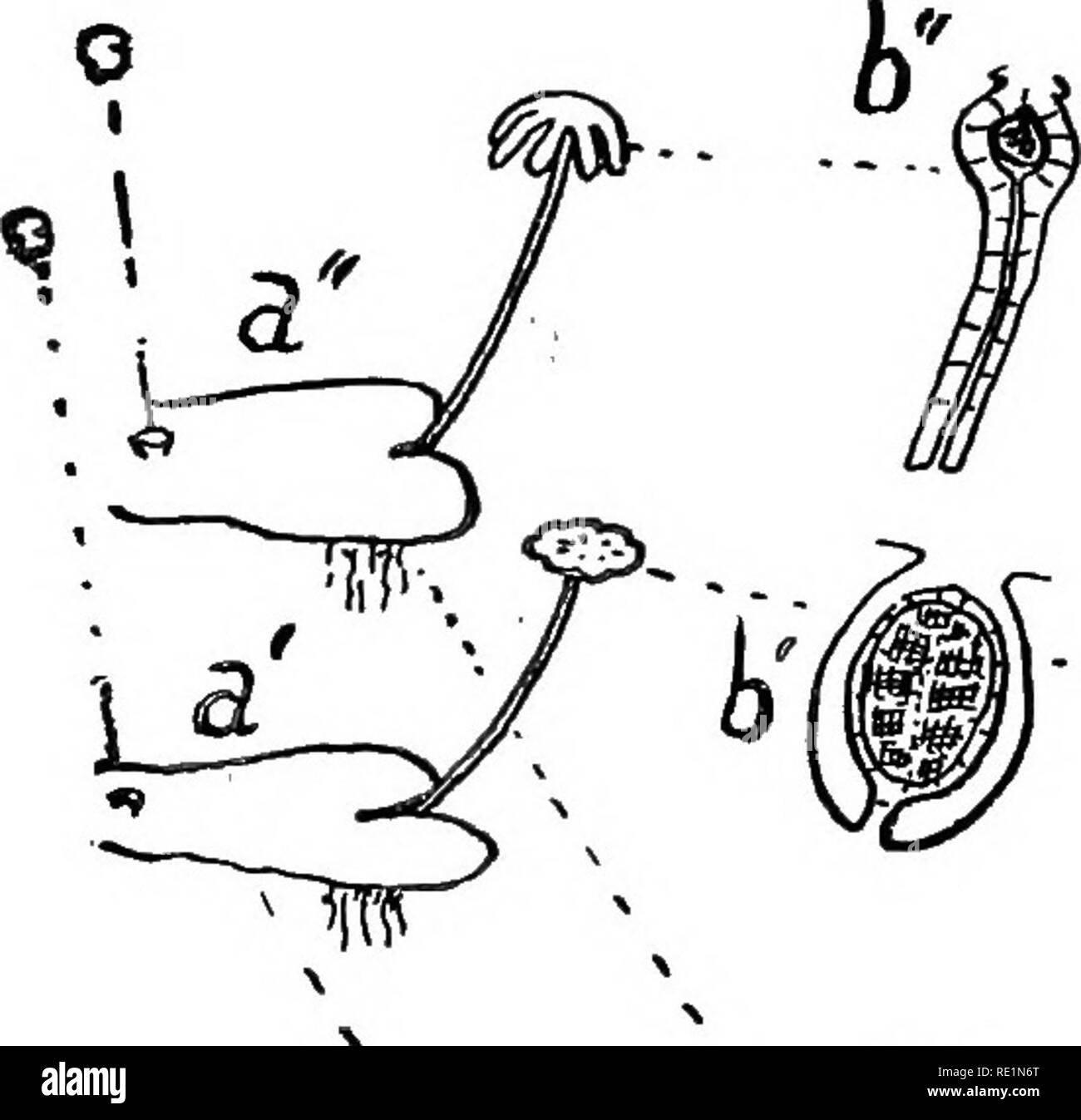 . College botanique ; la structure, la physiologie et l'économie des plantes. La botanique. 293 bryophytes.S'ils sont divisés en trois groupes : (1), (2) Sphagnales Andrew- ales et (3) Bryales. Les Sphagnales étaient particulièrement abondantes durant la voiture- boniferous l'âge et sont en grande partie responsable de la grande place du charbon. Ils sont parfois connus sous le nom de tourbe ou de mousse et de tourbières sont abondants dans certaines localités, en particulier les régions marécageuses. c' # dl r g-yn â ^-., /" mm '  o '^« ^ o wM â" '' e 9 r Fig. 141.âDiagrammatic représentation du cycle de vie de Marchantia polymorpha ; (a) ; des plantes mâles matures ( Banque D'Images