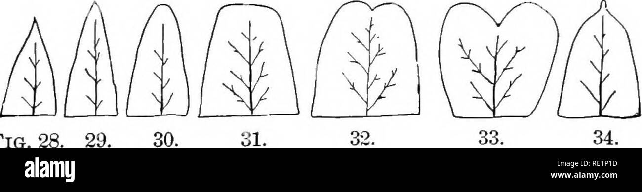 . Un texte-livre de botanique élémentaire. La botanique. Fig. 27. L'angle (Fig. 29) ; obtus, avec un point (Fig. 30) ; trun- cate, avec la fin que si cut square off (Fig. 31) ; émarginé, encoche à l'extrémité (Fig. 82) ; obcordate, avec une profonde entaille,. Fig. 28, ou inversement en forme de cœur (Fig. 33) ; (Lat. aispis cuspidé, point), munis d'un point dur (Fig. 34) ; aristate (Lat. arista, awn), avec une brosse ou awn. 10. La marge des feuilles peut être :-ensemble, c'est, le bord. Veuillez noter que ces images sont extraites de la page numérisée des images qui peuvent avoir été retouchées numériquement pour plus de lisibilité - Banque D'Images