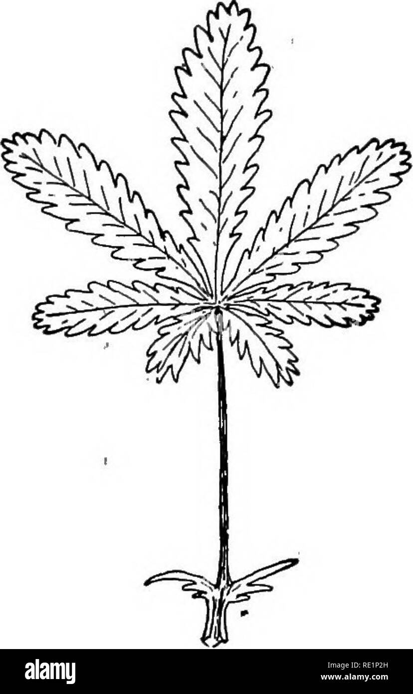 . College botanique ; la structure, la physiologie et l'économie des plantes. La botanique. FlG. 53.-feuilles pennées. Fig. 54.-Palmately feuille composée. phyll. Le processus est connu comme la photosynthèse, qui sera décrit plus loin (page 195). Ce processus peut être exprimé par la formule suivante : 5H2O  + 6CO2  = CgHioOg  + 6O2 (eau) (Carbone (sucre) (oxygène) dioxyde de carbone) Il s'agit de l'arrêt de la transpiration ou de donner de l'eau, de l'échange des gaz atmosphériques et l'absorption de la lumière du soleil. Par conséquent,. Veuillez noter que ces images sont extraites de la page numérisée des images qui peuvent avoir été retouchées numériquement pour r Banque D'Images