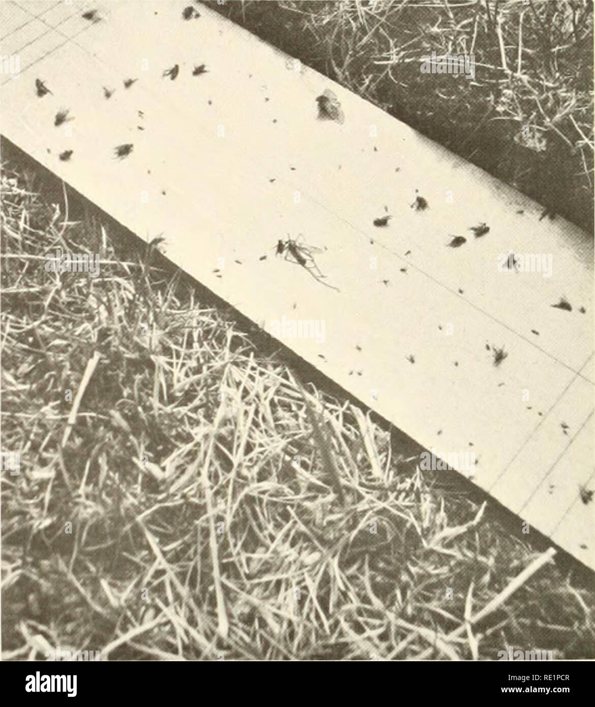 . Les enquêtes écologiques du biome de la toundra dans la région de Prudhoe Bay, en Alaska. L'écologie de la toundra. 116 2. L'abondance de la faune du sol. Sod quatre conducteurs, chacun 182,4 cm, ont été retirées de points choisis au hasard dans chaque parcelle d'étude à 10 jours d'intervalle en 1971 et 1972. Carottes ont été expédiés à Fairbanks, macroarthropods où ont été re- proposé par séchage et chauffage le noyau sous une ampoule de 60 watts. Extrait des spécimens ont été conservés dans de l'alcool jusqu'à ce qu'ils puissent être comptés. Le 29 août 1972, un ensemble de conducteurs, chacun 22,9 cm^, a été prise de parcelles 11, 14, 15, 16 et 17. Ces ont été portées à Fairbanks où r Banque D'Images