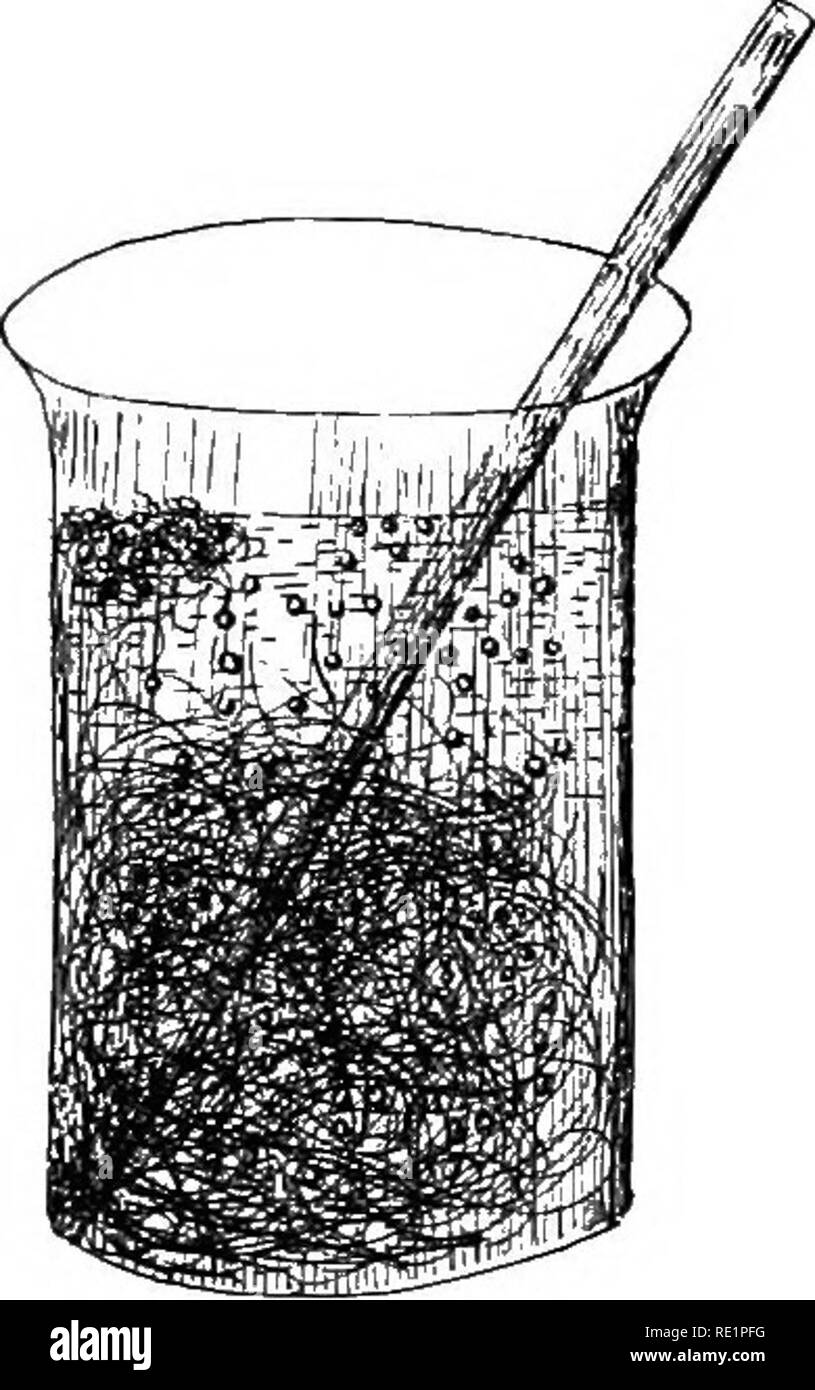 . Botanique élémentaire. La botanique. Chapitre VIII. La diffusion des gaz. 111. Compte tenu de l'essence par oflF plantes vertes dans la lumière du soleil.-laissez-nous prendre quelques algues vertes, comme spirogyra, qui est dans une nouvelle con- dition, et placer un lot dans un bécher ou un grand verre d'eau du navire et la configurer dans la lumière directe du soleil ou dans un endroit bien éclairé. Dans le même temps couvrir un navire semblable de spirogyra avec tissu noir afin qu'il soit dans le noir, ou du moins en très faible lumière. 112. En peu de temps, nous notons que dans le premier navire de petites bulles de gaz s'accumulent sur la surface du filetage des spirogyra, et maintenant Banque D'Images