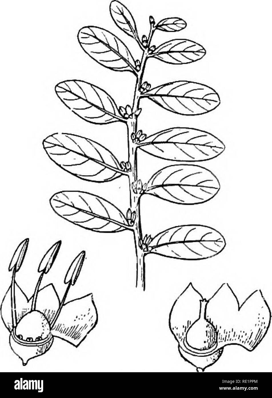. Un manuel de botanique des Indiens. La botanique. CLASSIFICATION 238 oxylon, qui pousse dans les collines du Bengale, l'Orissa, au Bhoutan et au Népal. Le Diospyros kaki est un arbre très couramment cultivé sur Calcutta comme un arbre fruitier. Le Diospyros Evibryopteris est connu au Bengale comme arbre gaub ; le mucus visqueux astringente de son fruit est utilisé tout sur le Bengale pour payer ou enduit le fond des bateaux et des filets de poisson pour le trempage afin de les rendre étanches. Le Diospyros cordifolia est ban- gaub. Maba buxifolia (fig. 204) est un arbre commun dans l'Orissa. Nat. L'ordre de 10. StyracecB. Dans Ebenacece - distingué de l'avoir Banque D'Images