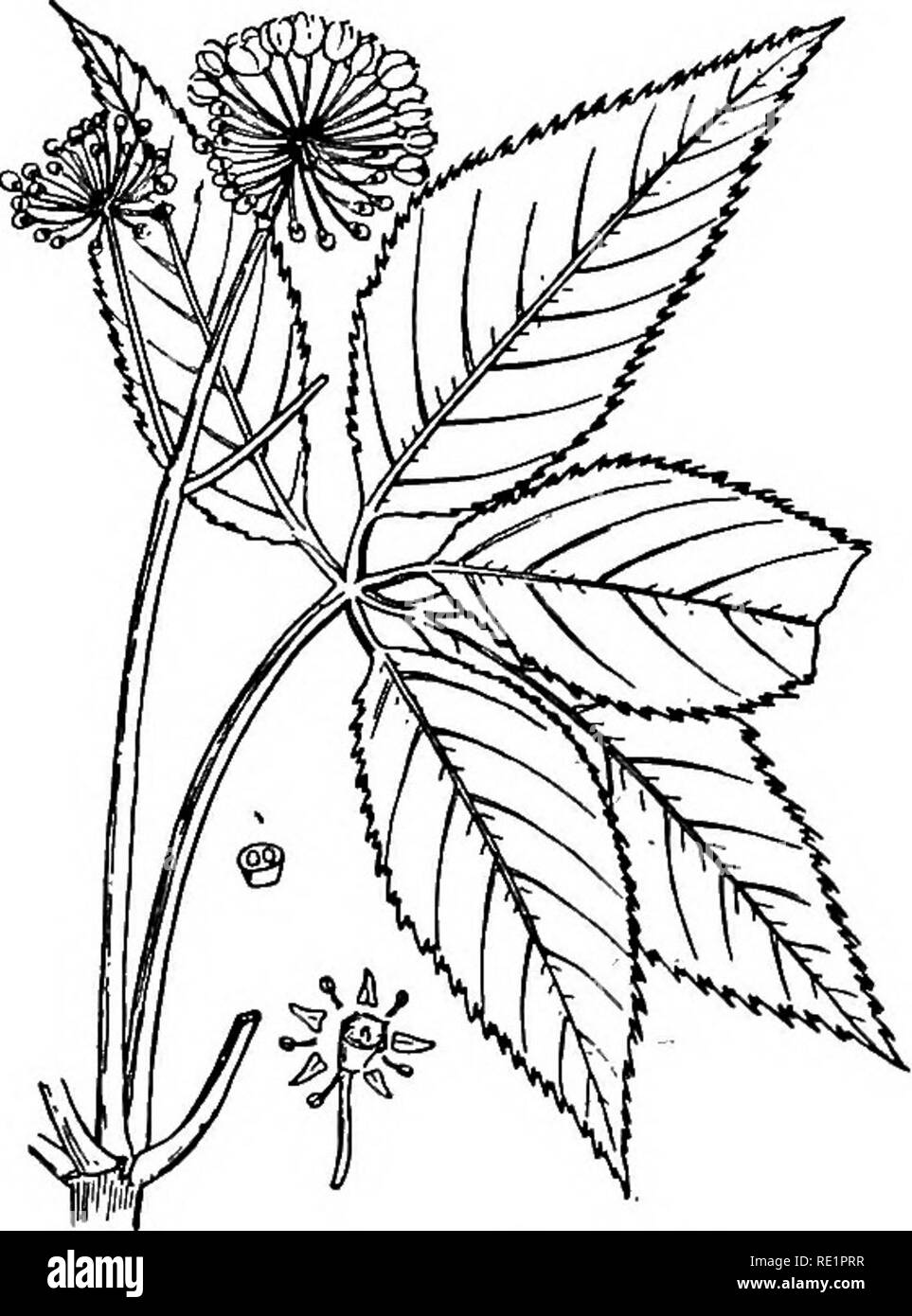 . Un manuel de botanique des Indiens. La botanique. 228 formes de classification un attrait supplémentaire pour les insectes. Nectar est sécrétée par la epigynous, disque et mensonges exposés au milieu de la fleur. Comme la plupart des espèces sont protandres, la pollinisation croisée par les insectes est favorisée. L'odeur aromatique de nombreuses espèces sert à les protéger de l'attaque d'animaux de pâturage, comme c'est souvent mis en évidence dans un potager où des touffes de ces plantes sont cultivées ici et là pour effrayer les bovins. Les fleurs du pourtour d'une ombelle ont parfois leurs pétales extérieurement- en- larged, un contri Banque D'Images