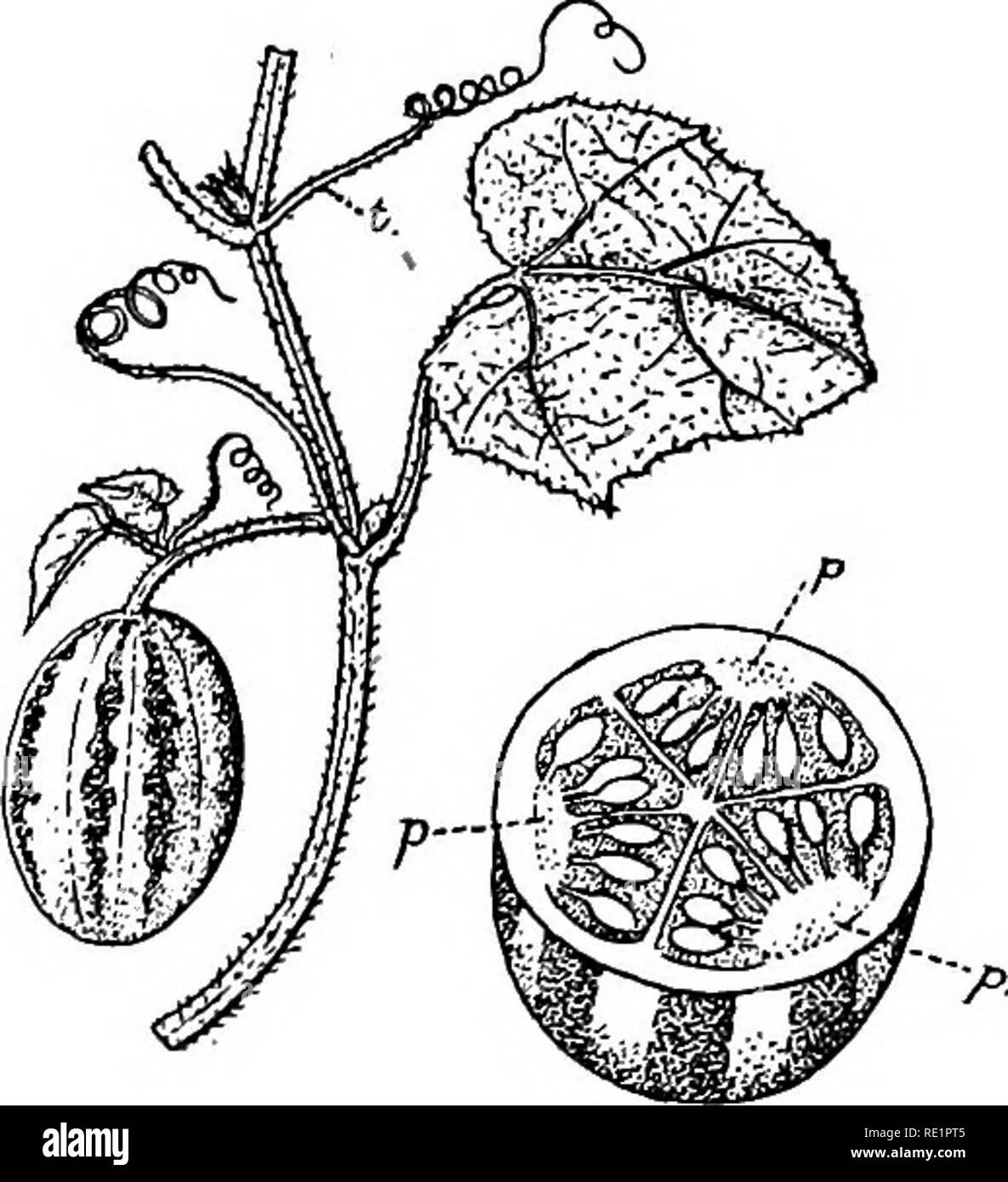Un manuel de botanique des Indiens. La botanique. Fig. 190.-mala- bathricum  Melastoma Fig. 191.- d'anthères sinueuses d'herbes ou d'arbustes, ing.  SoHtary vrilles, généralement en sus- axillaires, simple ou ramifiée.  Feuilles simples,