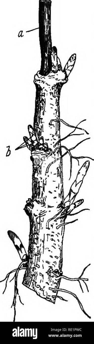 . Botanique agricole, théoriques et pratiques. La botanique, économique, la botanique. 345 variétés tardives après laquelle l'épaississement des portions de chaque base de l'année précédente ' bines' sont coupées à l'intérieur d'un quart de pouce ou moins du vieux rhizome. Ce dernier va donc mais un peu plus chaque année, et l'épaississement des morceaux coupés sont appelés 'Coupe' et sont soit utilisé pour la formation de 'sets' pour la propagation de la culture, ou sont jetés. Chaque '' est de 4 à 6 pouces de long et porte sur deux ou trois en face des groupes de boutons (Fig. 108). La "coupe" sont soit planté je Banque D'Images