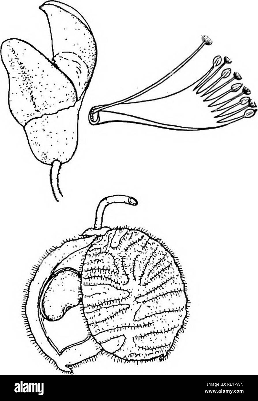 . Un manuel de botanique des Indiens. La botanique. CLASSIFICATION 208 num {Cassia fistula), un grand arbre avec de longues grappes pendantes de fleurs jaune vif en forme de tige et hiscent- légumineuses, la pulpe est utilisée comme un pur- gative ; kal-kasonda ou chakunda {Cassia occiden- talis, C. Sophera, C. Tora), arbustes communs sur les terres et des routes ; kanchan {Bauhinia variegata acuminata, B., B.- pur purea), arbres avec profondément émarginé ou feuilles simples bilobée ; asok {Saraca indica), tentul. Veuillez noter que ces images sont extraites de la page numérisée des images qui peuvent avoir été retouchées numériquement pour readabi Banque D'Images