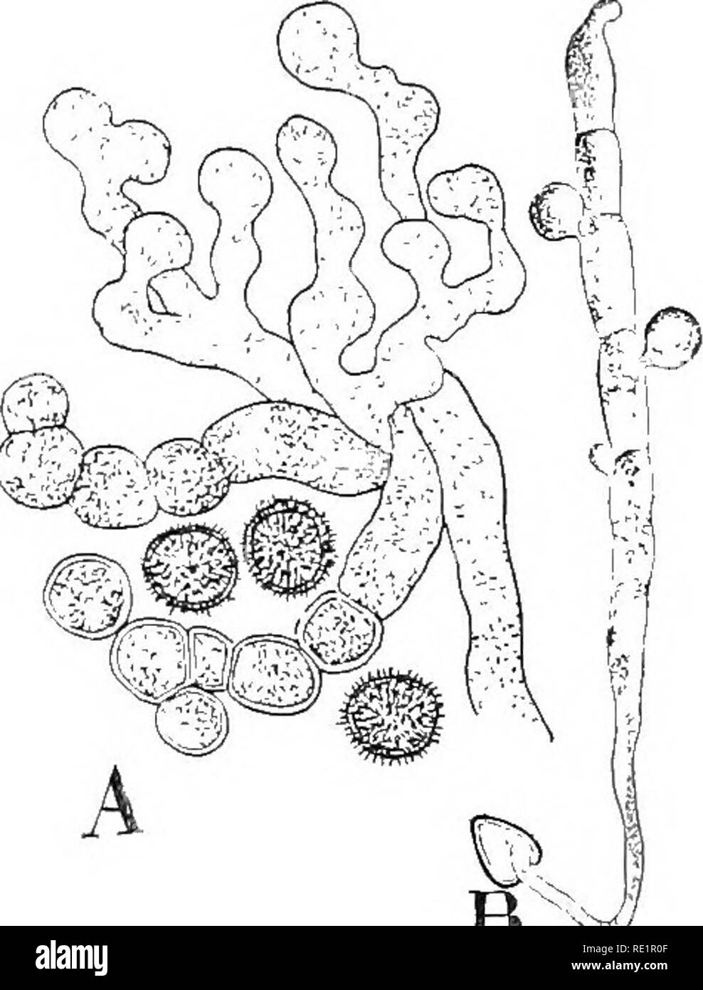. La nature et le développement des plantes. La botanique. W A B Fig. i66. Fig. 167. Fig. 166. Un charbon commun, Ustilago, transformer les grains de maïs en noir de suie pustules. Fig. 167. La formation et la germination des spores de charbon l'un : un, la formation des spores de le mycélium dans le grain de maïs. B, la germination d'une spore et l'apparence de la basidiospore. des États-Unis dépasse 2 000 000 $ par année. Dans le cas du maïs, le parasite évolue au même rythme que la croissance de la plante sans produire de graves dommages jusqu'à ce que les fleurs apparaissent, lorsque le mycélium augmente fortement dans l'affecte Banque D'Images