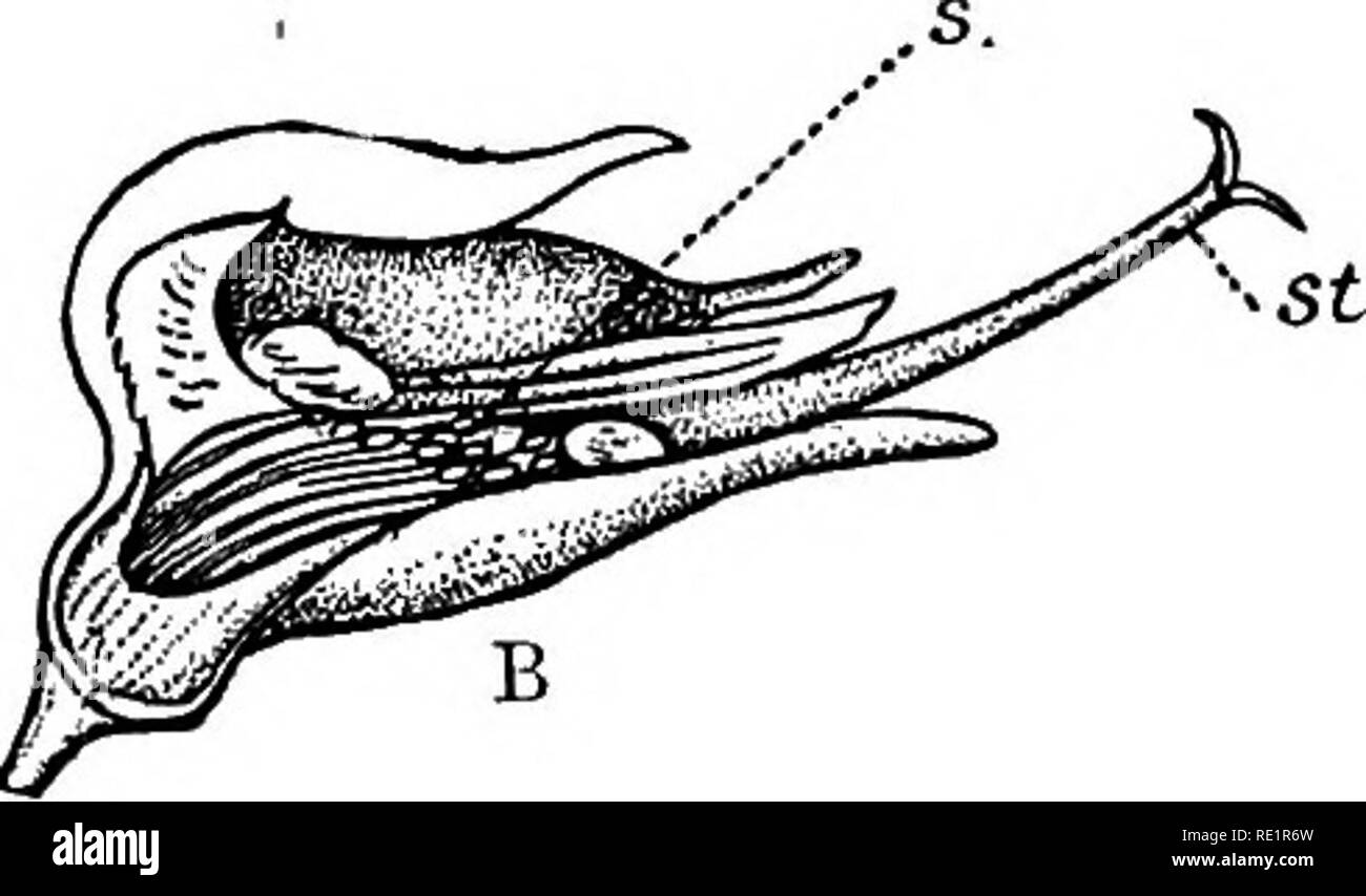 . Un manuel de botanique des Indiens. La botanique. Fig. : 114.-Rang-ch'ita. {Pedilanihus tiihymaloides) A, s. Étamines mûres ; si, venu retombantes stignaa (cyathes). B, s. Les jeunes d'étamines ; si, venu la stigmatisation. des étamines mûres d'un ancien. Les fleurs de cette plante apparaissent avant que les feuilles, et elles sont bien visibles en raison de cela et de leur re-^ involucre. 7. Papillon papillon- et-fleurs.-Dans ces le nectar est dissimulé dans des tubes étroits ou des éperons. Le papillon-fleurs sont généralement rouge, papillon-fleurs sont blanches. Le plus profondément le miel est caché le plus exclusivement est-il garanti par les papillons. Banque D'Images