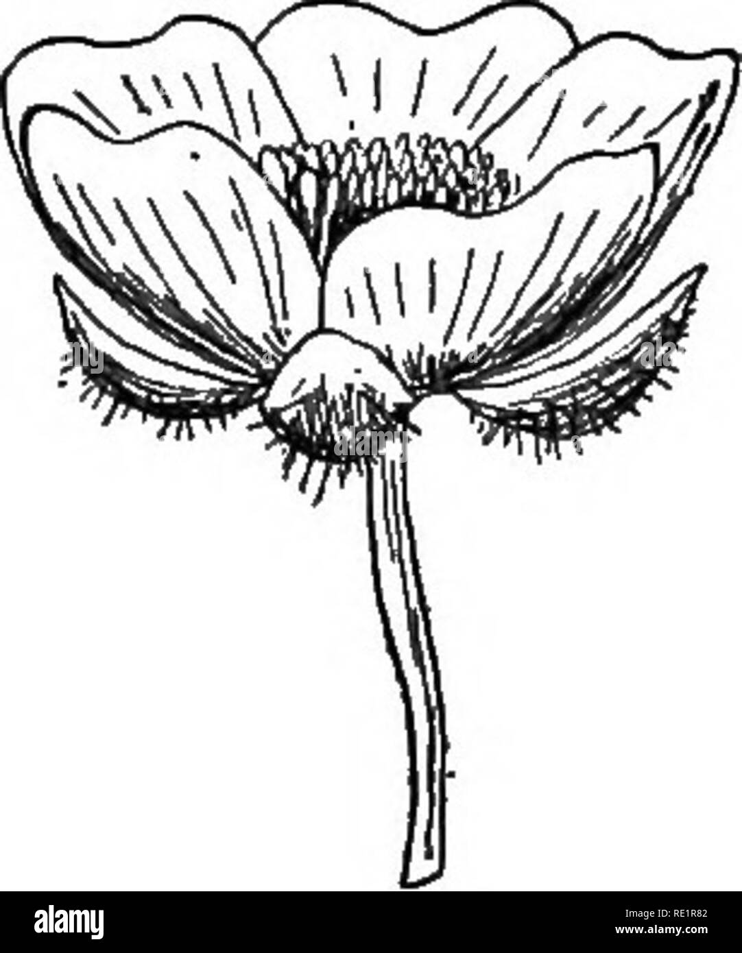 . Botanique agricole, théoriques et pratiques. La botanique, économique, la botanique. La fleur 79 immédiatement au-dessus les sépales, et en alternance avec eux, sont jaune vif cinq feuilles en forme de cœur (") ; ce sont les pétales, l'ensemble de ce qui s'appelle la corolle de la fleur. À côté de la spire de pétales sont les étamines (s), dont il existe un grand nombre. Chacun se compose d'une mince tige filiforme et surmontée d'une pointe allongée et gonflée. Dans le buttercup les étamines ne sont pas disposés dans un verticille mais sous la forme d'une spirale de la plaie le récipient rond ; l'ensemble des th Banque D'Images