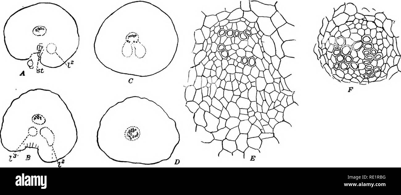 . Le Eusporangiatae ; la morphologie comparative des Ophioglossaceae et Marattiaceae. Ophioglossaceae ; Marattiaceae. Le sporophyte âgées 197 première profondément déprimés aperture ou l'écart se produit à environ la sixième ou septième feuille. Les traces foliaires continuent d'émettre à partir de la stèle comme simples brins jusqu'à un nombre variable ont été formés, mais ils commencent à se diviser dans le cortex de la tige. "Comme la tige augmente les traces foliaires deviennent plus nombreux et de monde et qu'ils reçoivent une plus grande partie du tissu vasculaire des placentas axiles strand. Le résultat est que la feuille g Banque D'Images