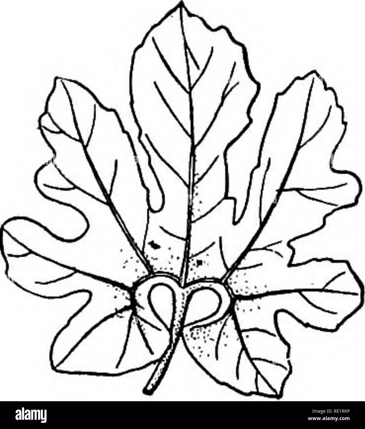 . Un manuel de botanique des Indiens. La botanique. Fig. 37.-un, Pinnifid Pinnipartite, b, et c, Pinnisect Lyrate.. (Voir fig. 174). Si la lame est découpé en segments- innumer, la feuille est dit d'être disséquée, comme dans dhania ou coriandre, juan ou Ajowatt, &amp;c. Lorsque l'un lobe terminal des feuilles lobées-pennée est plus grand que le lobe latéral, la feuille est dit d'être lyrate, comme dans Mus- tard. Coco-palm, shial- kanta (une rgemone mexicana) (voir fig- 63), radis, tarmuz ou la pastèque, peut être donné comme exemples de feuilles lobées-pennée ; et tal-palm, papaye, l'huile de ricin, sthal padma-{Hibis- cus mutabilis) Banque D'Images