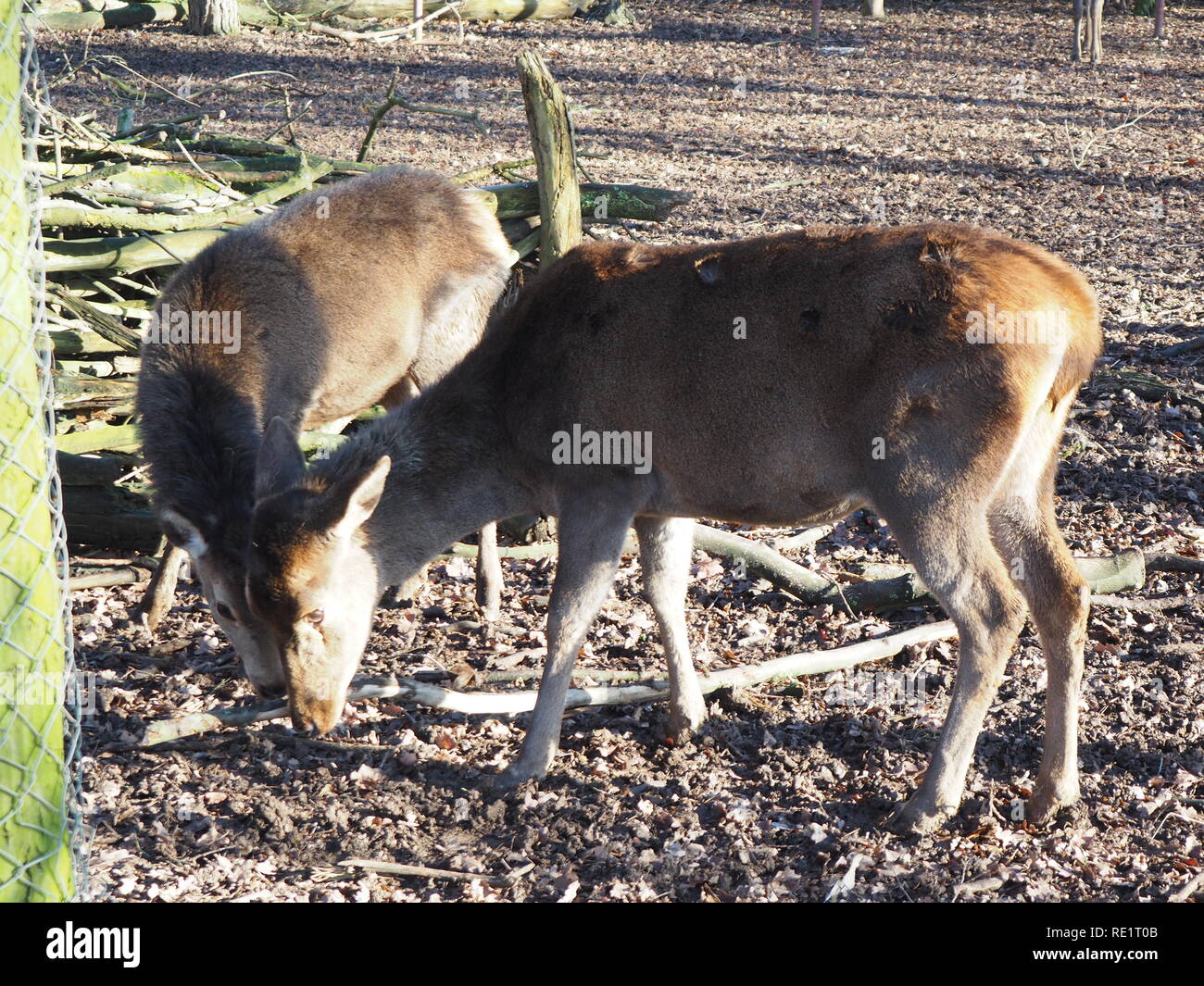 Cerfs dans le parc Banque D'Images