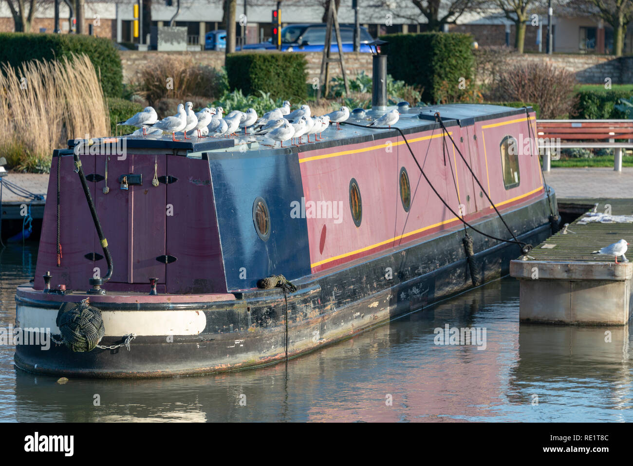 Les goélands à tête noire en haut de l'article anglais typique mais légèrement usé bateau sur un canal étroit amarre Banque D'Images