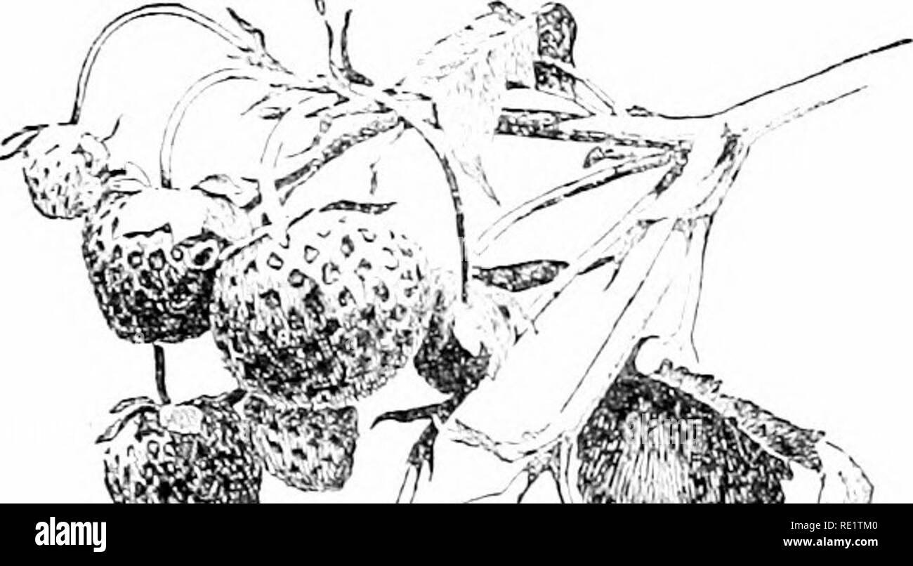 . Cyclopedia of American horticulture, comprenant des suggestions pour la culture de plantes horticoles, les descriptions des espèces de fruits, légumes, fleurs et plantes ornementales vendues aux États-Unis et au Canada, ainsi que des notes biographiques et géographiques. Le jardinage. 2419. SLrawberry nubbin. STKAWBERRY iimrket au New York. iiovov encore ho;s cuUivatrd tluit iw Fraises ui marché bet'uve ly-lO, iIjoul;1i tlier..-&gt ; étaient probablement une limousine de l'IVw qu avant. ]R est &gt;robablr qu'il y a lu-w plus Slrawhci j-s'effectue à New- York chaque jour juste duriiii ;' si-leur comme Banque D'Images