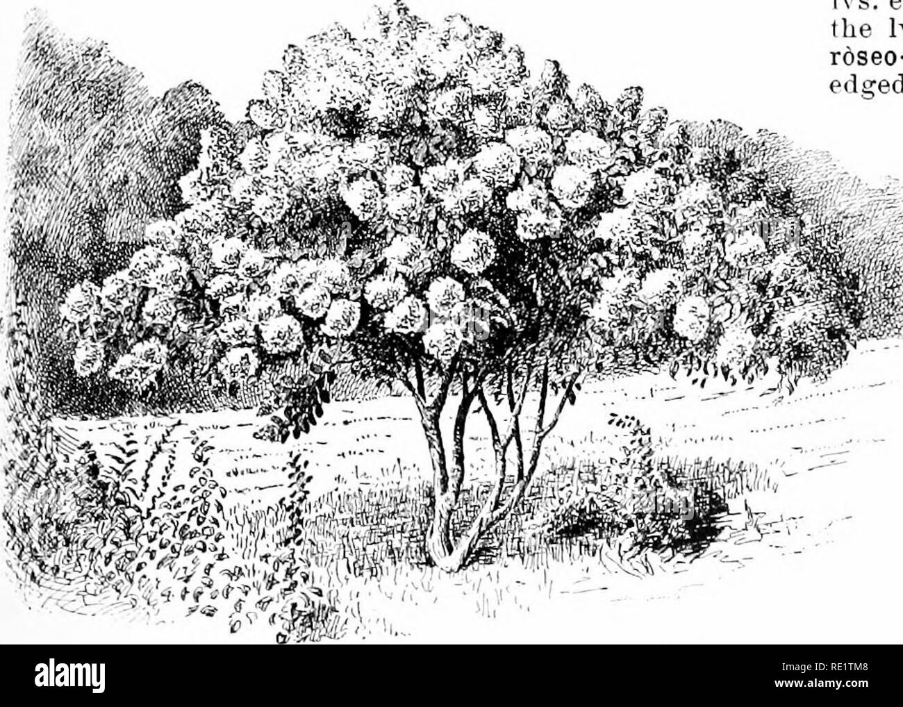 . Cyclopedia of American horticulture, comprenant des suggestions pour la culture de plantes horticoles, les descriptions des espèces de fruits, légumes, fleurs et plantes ornementales vendues aux États-Unis et au Canada, ainsi que des notes biographiques et géographiques. Le jardinage. 1112. L'Hydrangea paniculata, var. erandiflora. 1113. L'Hydrangea hortensis, var. Otaksa. tn var. Uortensia, mais sépales denté. Var. Thomas Hogg, blessé. Lvs. elliptiques ou ovales, ratlier larffp ; petits chefs, pTire blanc. Cette dwarfer tliau variété est quelque peu commun et l'hortensia est. hesiiles Otaksa, le meilleur comme Banque D'Images