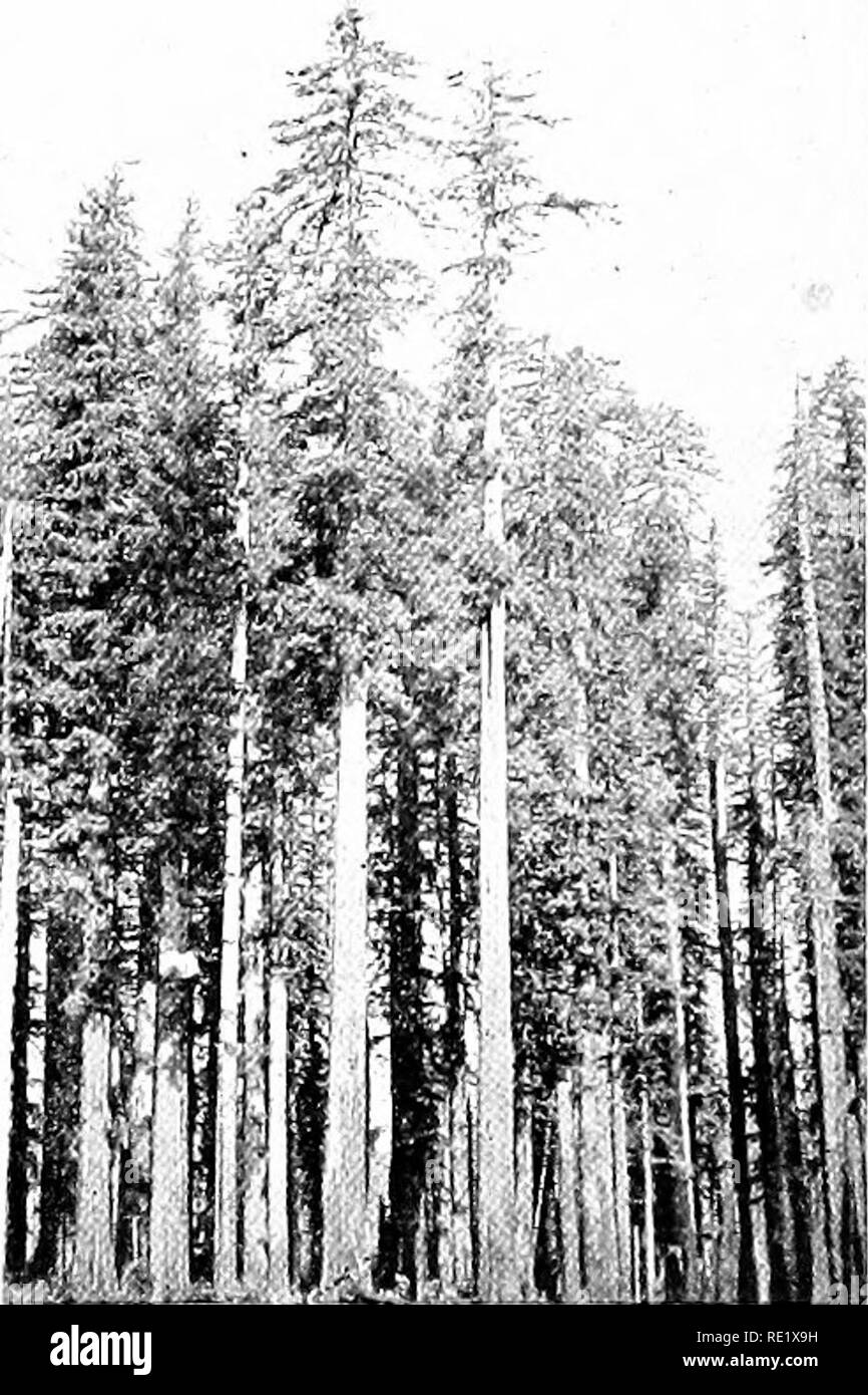 . Botanique élémentaire. La botanique. r ... Mettre en place'. 48Q. Furest matures de redwood (Sequoia sempervirens). (Bureau Dept. Agr., Bull. 3S.) de l'exploitation forestière, États-unis (appelé par les forestiers la masse de bois de la forêt) à l'appui de l'auvent et fournir le satellite pour la communication et l'échange de nourriture entre les lloor et canopv. Le^ canopy fabrique des aliments glucidiques et assimile les substances minérales et proteid absorbée dans les racines, dans le sol ; anti aussi se débarrasse de l'sur])Ius convention eau nécessaire pour}la nourriture matériaux du lloor à l'endroit où sont s'elaliorated. C'est le siège où e Banque D'Images