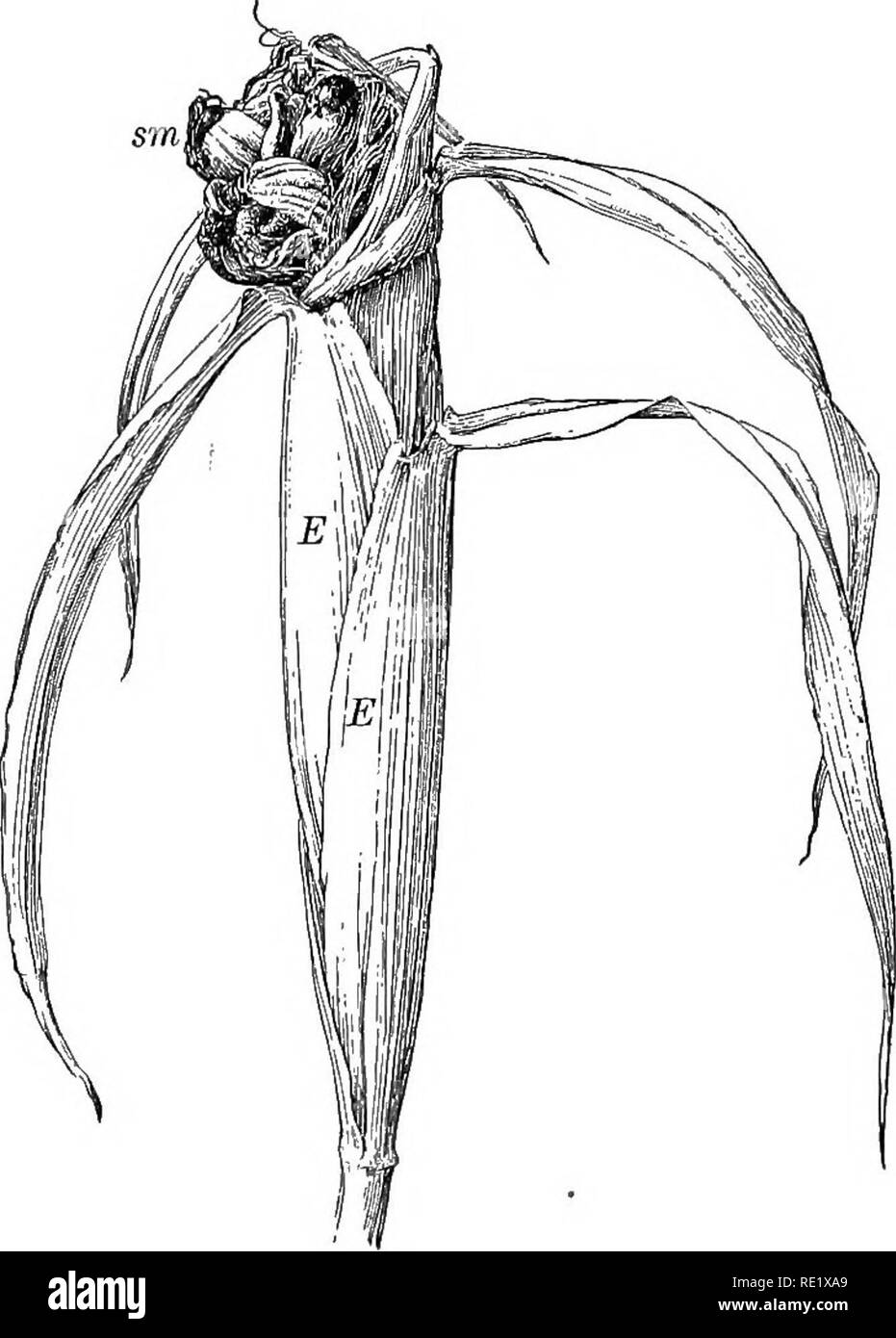 . La botanique pratique. La botanique. 242 PEACTICAL ( Ustilago Maïs botanique' Zece) infeste beaucoup des plantes de maïs dans un champ, et lorsque l'usure de l'espèce le charbon peu attrayants apparaissent fréquemment des masses. Le plus souvent, ils apparaissent dans les panicules ou l'oreille, et peut détruire complètement ou partiellement les deux (Fig. 197).J . 232. Les rouilles. Les structures complexes et les habitudes de vie de la rouille sont des objets de grand intérêt à bota- nists. Leur effet sur les plantes utiles et décoratifs qui servent de leurs hôtes leur donne une grande importance économique. Une espèce donnée de la rouille peut vivre pendant un ti Banque D'Images