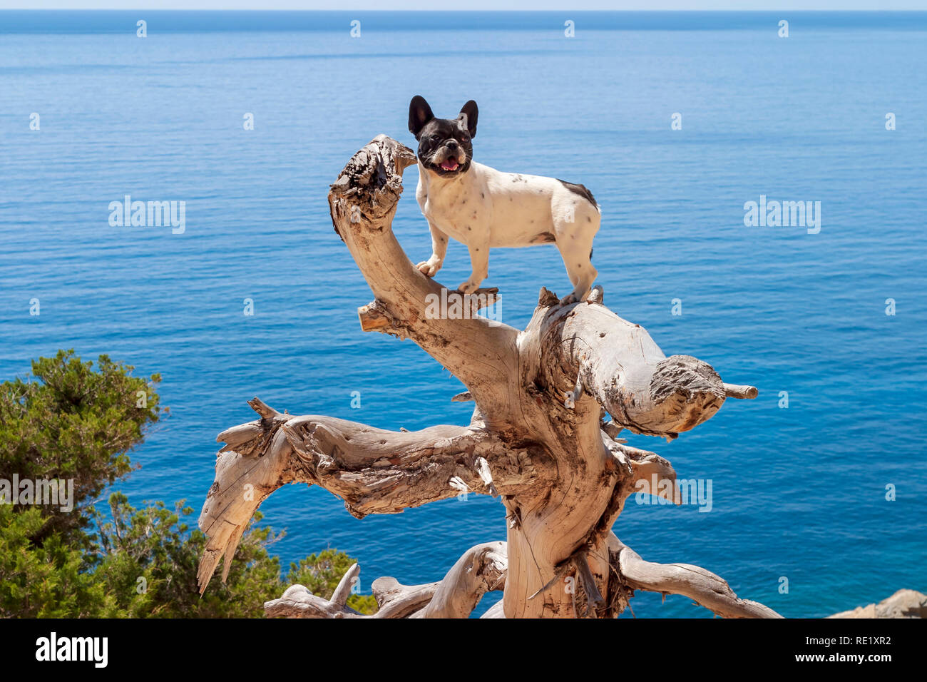 Bouledogue français a grimpé sur un arbre sec avec la mer en arrière-plan, l'été, Sa Pedrera de Cala d'Hort, Atlantis, Ibiza, Espagne Banque D'Images