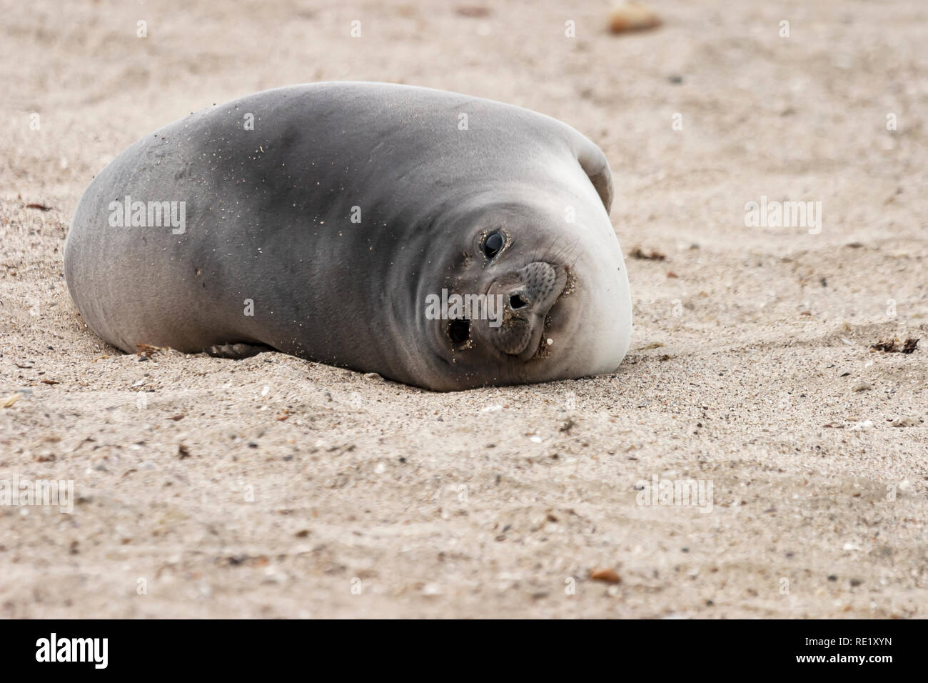 Bebe Elephant De Mer Situee A La Plage D El Arenal Peninsula Valdes L Argentine Photo Stock Alamy Bebe Elephant De Mer Situee A La Plage D El Arenal Peninsula Valdes L Argentine Photo Stock Alamy