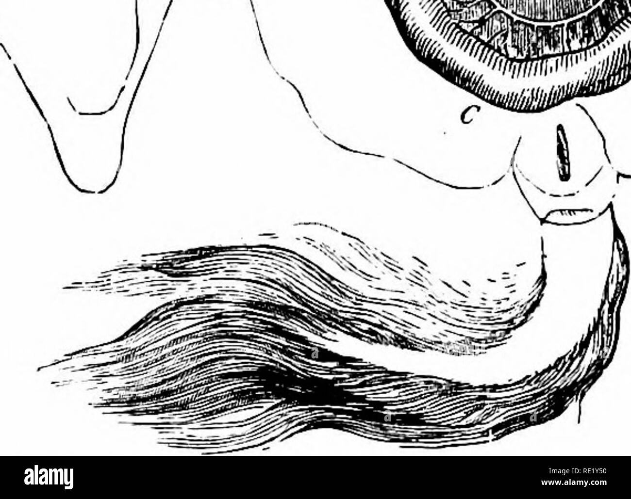 . Un texte-livre de physiologie animale, avec des chapitres d'introduction sur la biologie générale et un traitement complet de la reproduction ... La Physiologie, comparatif. X"" ^^^v'". u Fig. 272.-vue générale de l'intestin du cheval ; animal est placé sur le dos, et la masse intestinale distribués (après l'Chaiiveau). Un duodénum, comme il passe derrière une grande artère mésentérique ; B, passage de l'intestin grêle : C, partie ileocsecal ; D, caecum ; E, F, G, boucle formée par grand colon ; G, flexion'pelvienne ; F, F, point où les coliques boucle est doublé pour constituer suprasternal et flexions diaphragmatique.. Veuillez noter que Banque D'Images