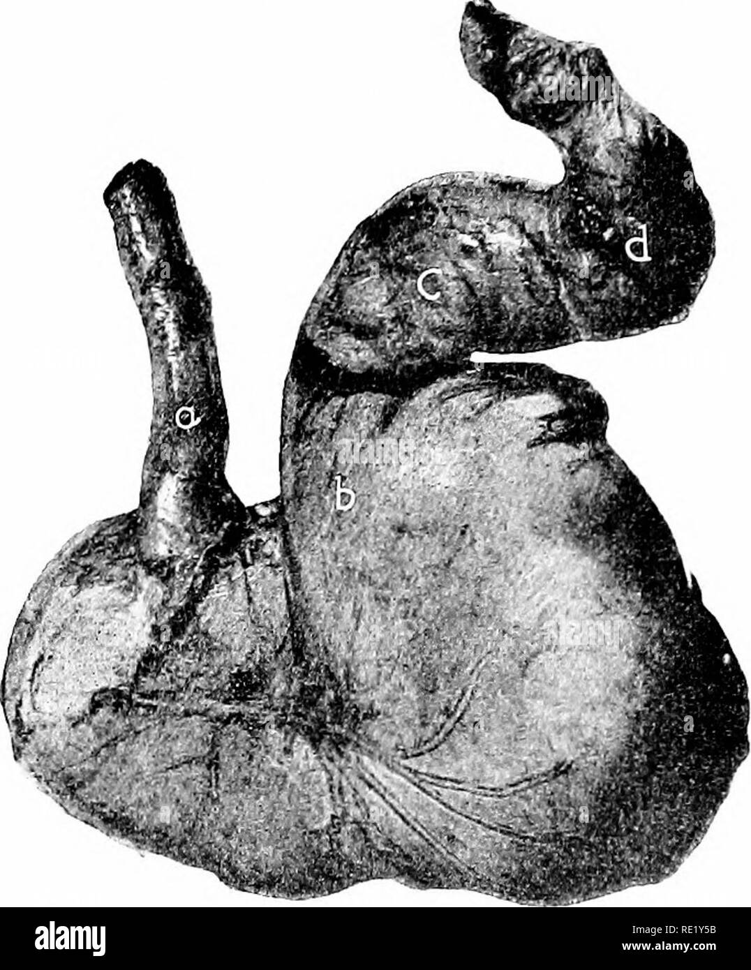 . Les coliques du cheval ; leurs causes, symptômes, diagnostic et traitement. Les coliques ; chevaux. 12 LA POLITIQUE DES COLIQUES DU CHEVAL où l'extrémité de l'apophyse transverse de la première vertèbre lombaire atteint ; il passe ensuite immédiatement derrière le droit l&lt;idney opposé à la deuxième vertèbre lombaire, traversant la colonne vertébrale tranversely derrière l'artère mésentérique antérieure ; il est ensuite joint à la virgule, et ter-. FiG. 3.-photo d'estomac pour illustrer la Fig. 2.', un Oisophagus : b, p-lorus ; c, début de duodénum ; J, pj-loric ou duodénal ' piège." minates à devenir continu Banque D'Images