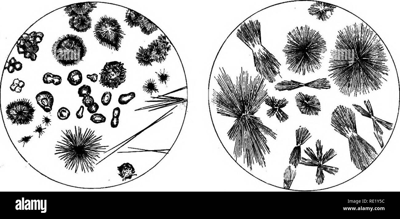 . Un texte-livre de physiologie animale, avec des chapitres d'introduction sur la biologie générale et un traitement complet de la reproduction ... La Physiologie, comparatif. La digestion de POUD. 315 la nécessité de faire preuve de prudence en tirant des conclusions sur les sucs digestifs tel qu'obtenu par nos méthodes actuelles. Le jus frais peuvent être obtenues par une récente fistuleuses ouverture dans le conduit pancréatique est claire, incolore, visqueux, alka- line en réaction, et avec une quantité très variable de matières solides (2 à 10  %), moins de un pour cent de matière inorganique. Parmi les constituants organiques Les principaux sont l'albumine, alka Banque D'Images