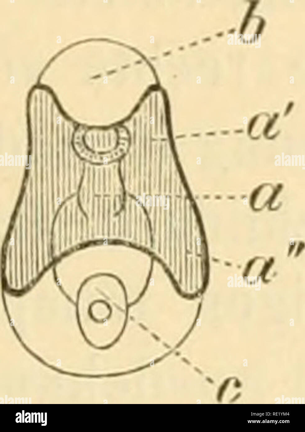. (Echinodermen Stachelhäuter). Les échinodermes. . Veuillez noter que ces images sont extraites de la page numérisée des images qui peuvent avoir été retouchées numériquement pour plus de lisibilité - coloration et l'aspect de ces illustrations ne peut pas parfaitement ressembler à l'œuvre originale.. Ludwig, Hubert, 1852-1913 ; Meissner, Max ; Przibram, Hans ; Hamann, Otto. Leipzig : C. F. Winter Banque D'Images