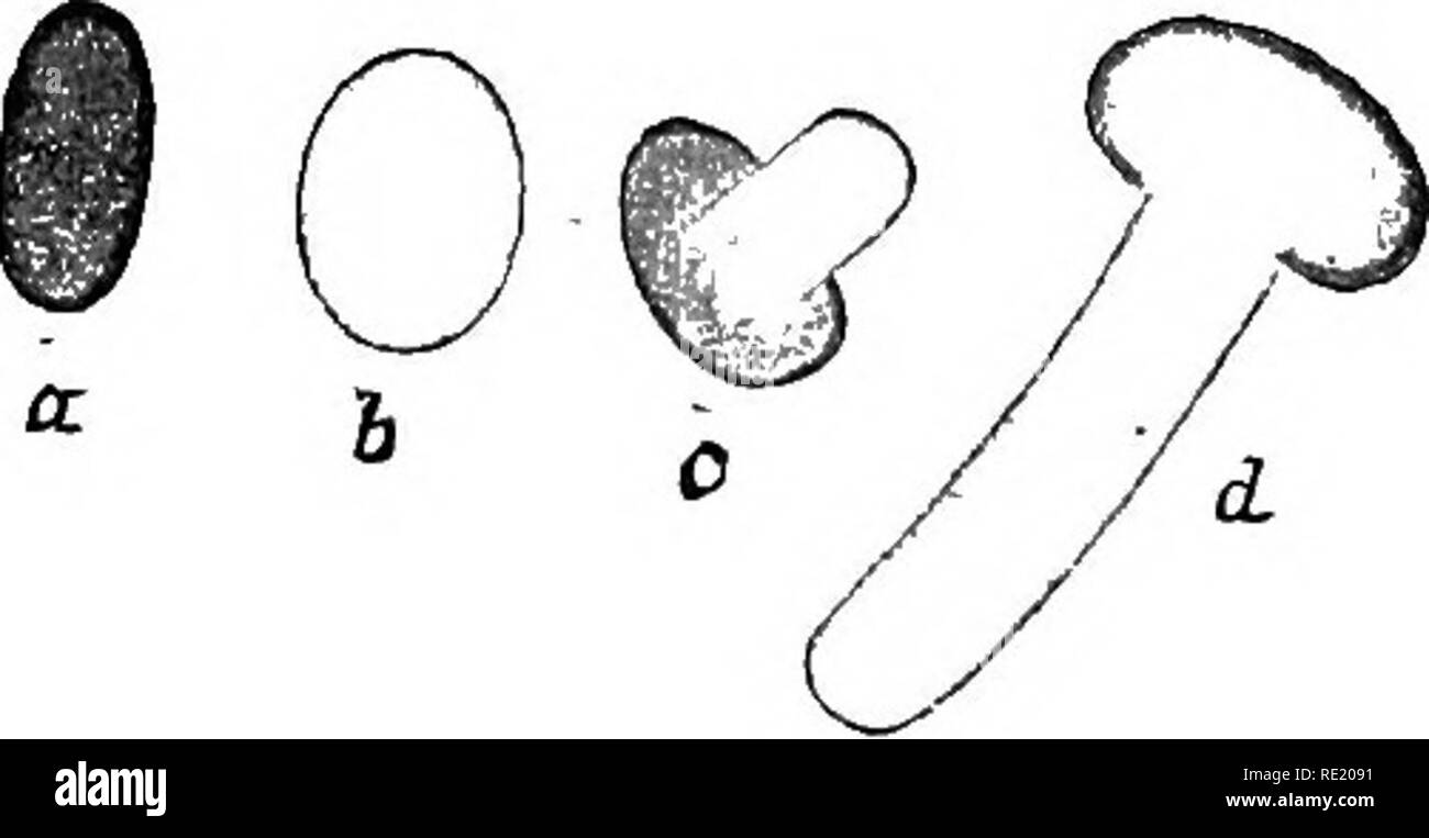 . Atlas et principes de bactériologie et texte-livre de diagnostic bactériologique spécial. La bactériologie. Fig. 10.-polaire la germination des spores dans l'anthrax.. Fig. 10 a.-La germination des spores à BAC. subtilis. pas été en mesure de confirmer les déclarations de plus d'une abondante documentation. En ce qui concerne la méthode, je peut dire que les spores sont mis à sécher dans une mince couche sur une lamelle couvre- ; une goutte d'agar est placé à ce sujet et la goutte suspendue examinée sur une scène. Dans la région de vieilles cultures de bactéries il y a trouvés morts presque toujours, souvent très étrangement déformées, les cellules bactériennes invo = tion et Banque D'Images