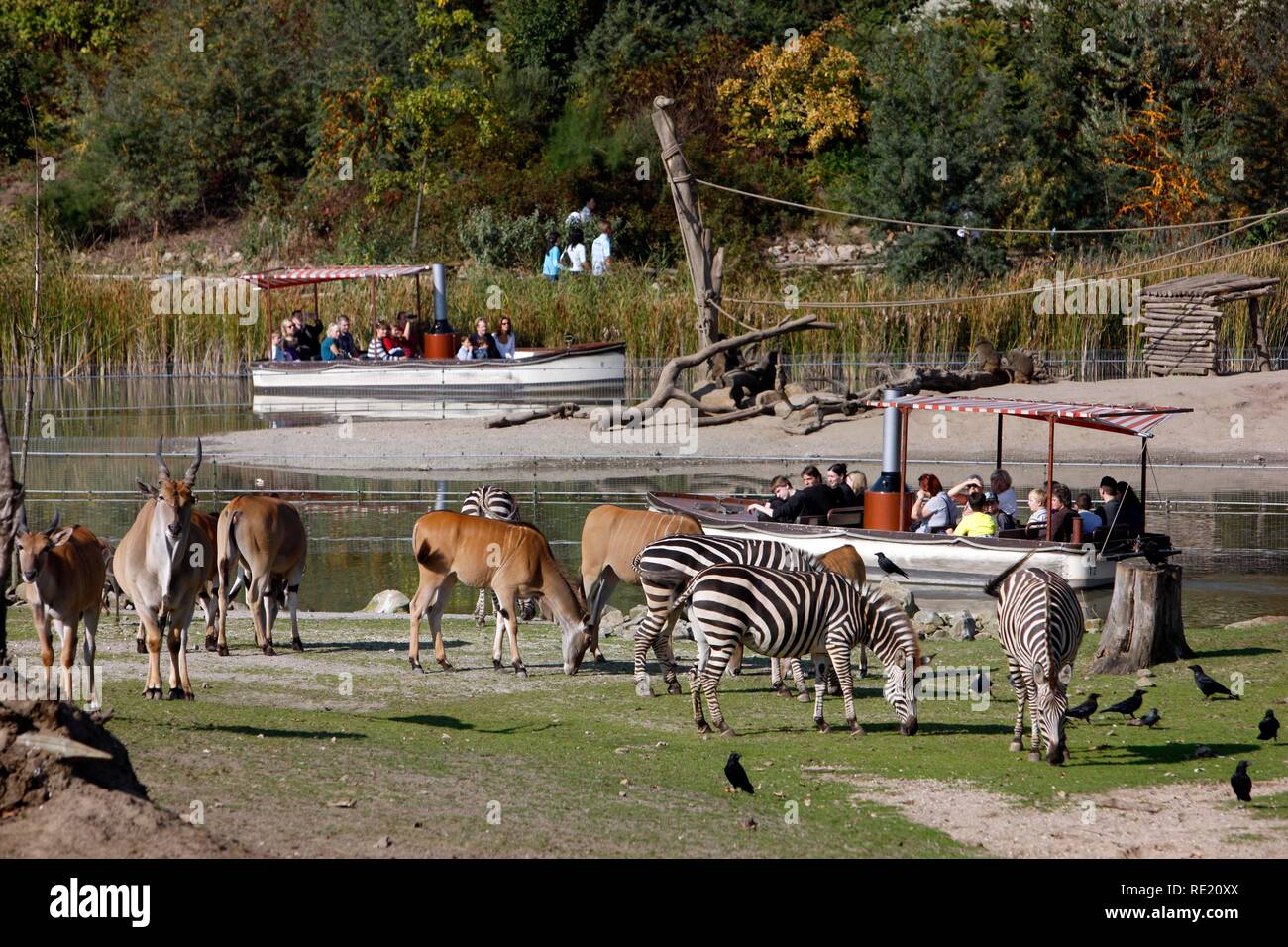 Savannah à un lac, boîtier avec divers animaux d'Afrique, zoo Zoom Erlebniswelt, Gelsenkirchen, Ruhr area Banque D'Images
