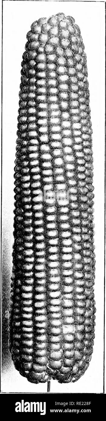 . Maïs ; son histoire, la culture, la manutention, et utilise, avec référence spéciale à l'Afrique du Sud ; un texte-livre pour les agriculteurs, les étudiants et les enseignants de l'agriculture, de l'étude de la nature. Maïs, maïs. Races et variétés 3'9 - 4' j !9&Lt ;. CHAP. VI !. A B Fig. 120.âA, New England  % rangs Silex jaune ; B, l'amélioration de botman Jaune.. Veuillez noter que ces images sont extraites de la page numérisée des images qui peuvent avoir été retouchées numériquement pour plus de lisibilité - coloration et l'aspect de ces illustrations ne peut pas parfaitement ressembler à l'œuvre originale.. Burtt-Davy, Joseph, 1870-. Londres, New York, [etc. ] Longmans, Gr Banque D'Images