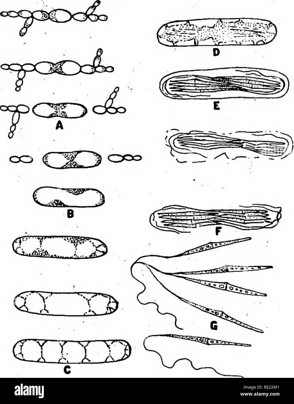 . Bactériologie pharmaceutique. Bactériologie, désinfection et de désinfectants. 312 BACTÉRIOLOGIE PHARMACEUTIQUE tarious gEtiiietic étapes de fusion et de formation ascospbre tuile et forma- tion d'arthrospores. L'augmentation de cellules végétatives numériquement en buddiilg rpified comme t3â'par e" saccharomycetes en général.' 'Les cellules végétatives peuvent bedesenbed comme spécifiquement à elliptique, en forme d'oeuf sans vacuoles et withoutTeebghizable les noyaux. Les lignes de fond plasmie la paroi interne de la cellule et est plus abondante à une extrémité de la cellule, généralement l'extrémité distale en cas d'aggregat cellulaire Banque D'Images