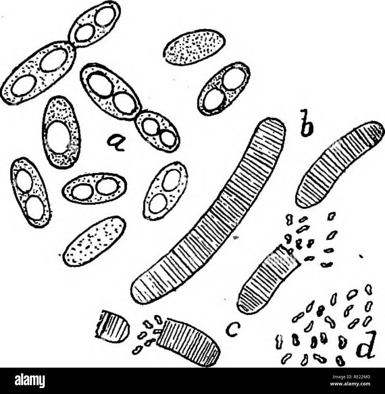 . Bactériologie pharmaceutique. Bactériologie, désinfection et de désinfectants. Les LEVURES ET MOISISSURES secs 309 excrétions contenant les spores sur, et ceux qui sur le lodge de paille d'orge et de grains d'orge (et sans doute aussi sur d'autres céréales et d'autres plantes fourragères) en entrant dans le tractus intestinal des animaux sensibles qui peuvent se produire pour se nourrir sur de telles matières contaminées, vont se multiplier dans les conditions déjà énoncées. Les probabilités sont que lapins, rats et souris, ainsi que les moutons, les bovins, les lapins et les cobayes, sont les porteurs et diffuseurs de l'infection. C'est e Banque D'Images