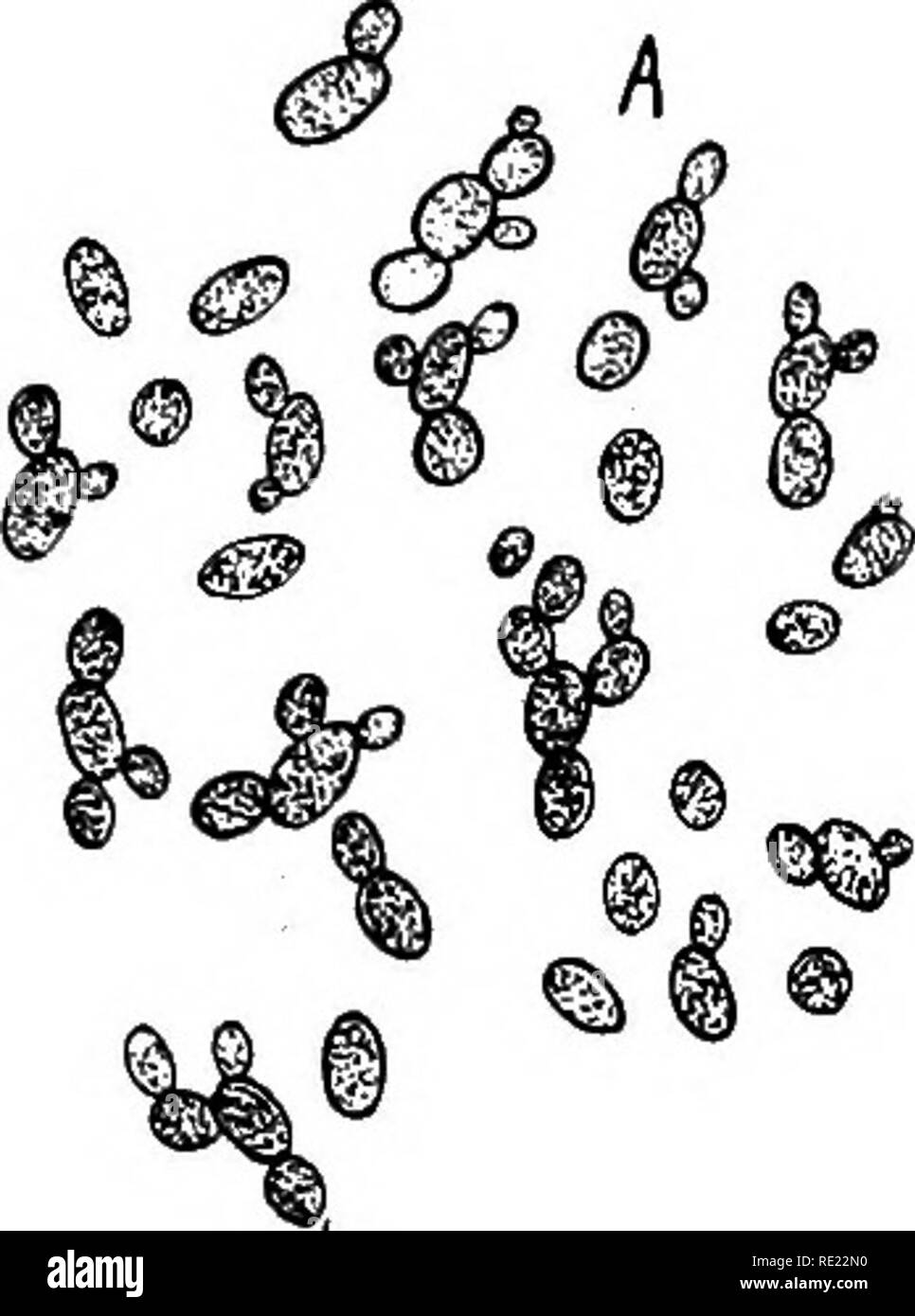 . Bactériologie pharmaceutique. Bactériologie, désinfection et de désinfectants. Les LEVURES ET MOISISSURES 305 la sauce soja japonaise (fermenté, le soja, Glycine hispidus), une soupe miso et stock de blé et de fèves de soja, est préparé par l'action de l'Aspergillus wentii oryza et A.. Les javanais arrak est fabriqué à base de riz qui sont d'abord traitées par un champignon (Ragi) à bien des égards semblable à ^. oryza, et par la suite, la fermentation alcoolique est menée par les Saccharomyces, ainsi, la méthode de fabrication arrak est étroitement similaire à. ^0 ^^ B 0 ®. Veuillez noter que ces images sont extraites de Banque D'Images