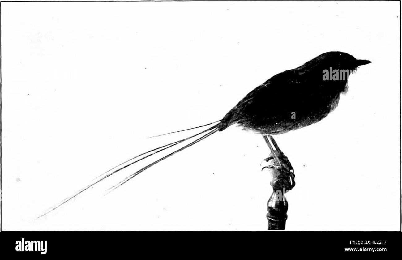 Loiseau Sa Forme Et Sa Fonction Les Oiseaux Tails 415 La