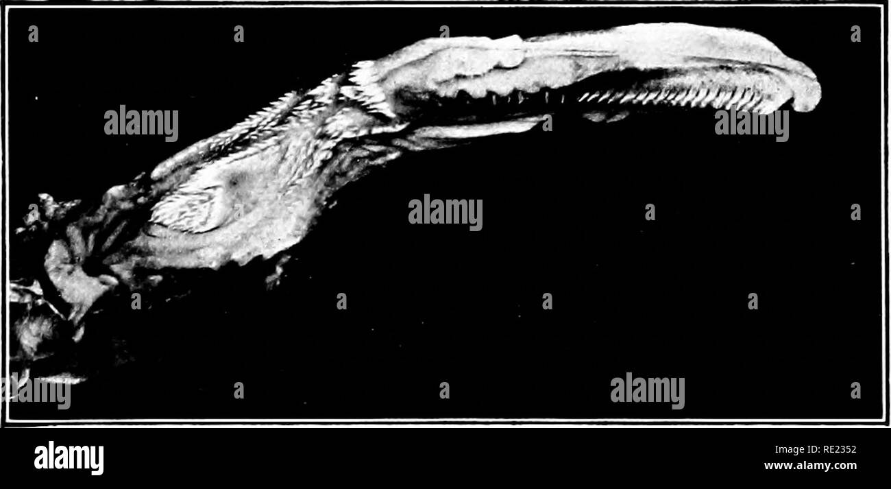 . L'oiseau, sa forme et sa fonction. Les oiseaux. Fig.  ?)3 et 04.-top et une vue latérale sur la langue d'un Canard colvert, montrant coinplirated structure dans la langue d'un oiseau qui passe sa nourriture à partir de la boue. Comme les autres parties. Dans manj' les oiseaux, tels que les hiboux, les alouettes, et martinets, l'extrémité est, bifides ou double pointe, ce qui porte à l'esprit les langues fourchues de serpents et certains lézards. Les pics dans la langue est rond et extrêmement longue, et qui peut être mis à une certaine distance au-delà de l'extrémité de la loi. Notre commune Flicker, ou Pic à ailes,. Veuillez noter que ces images ar Banque D'Images